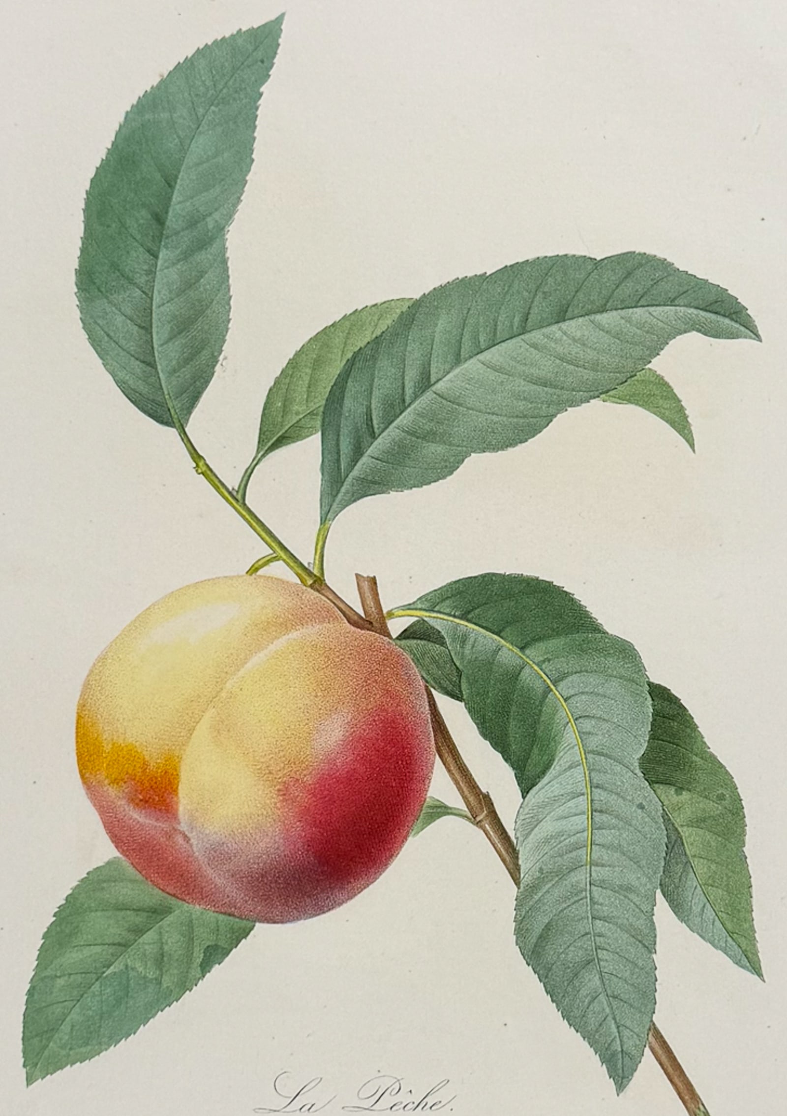 Redoute, Choix, Rare Folio - Peach [La Peche]: This striking originally hand-colored stipple engraving is from Pierre Joseph Redoute's "Le Choix des Plus Belles Fleurs". This is from the first edition of the work and was published in Paris between