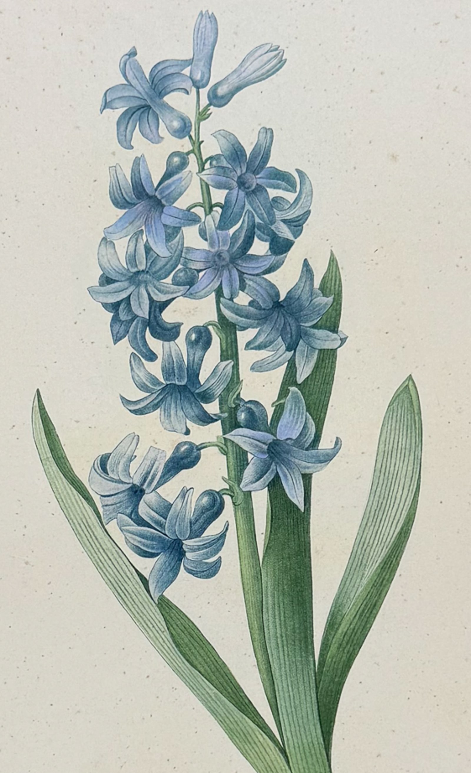 Redoute, Choix, Rare Folio - Hyacinth [Jacinthe d'Orient]: This striking originally hand-colored stipple engraving is from Pierre Joseph Redoute's "Le Choix des Plus Belles Fleurs". This is from the first edition of the work and was published in Paris between