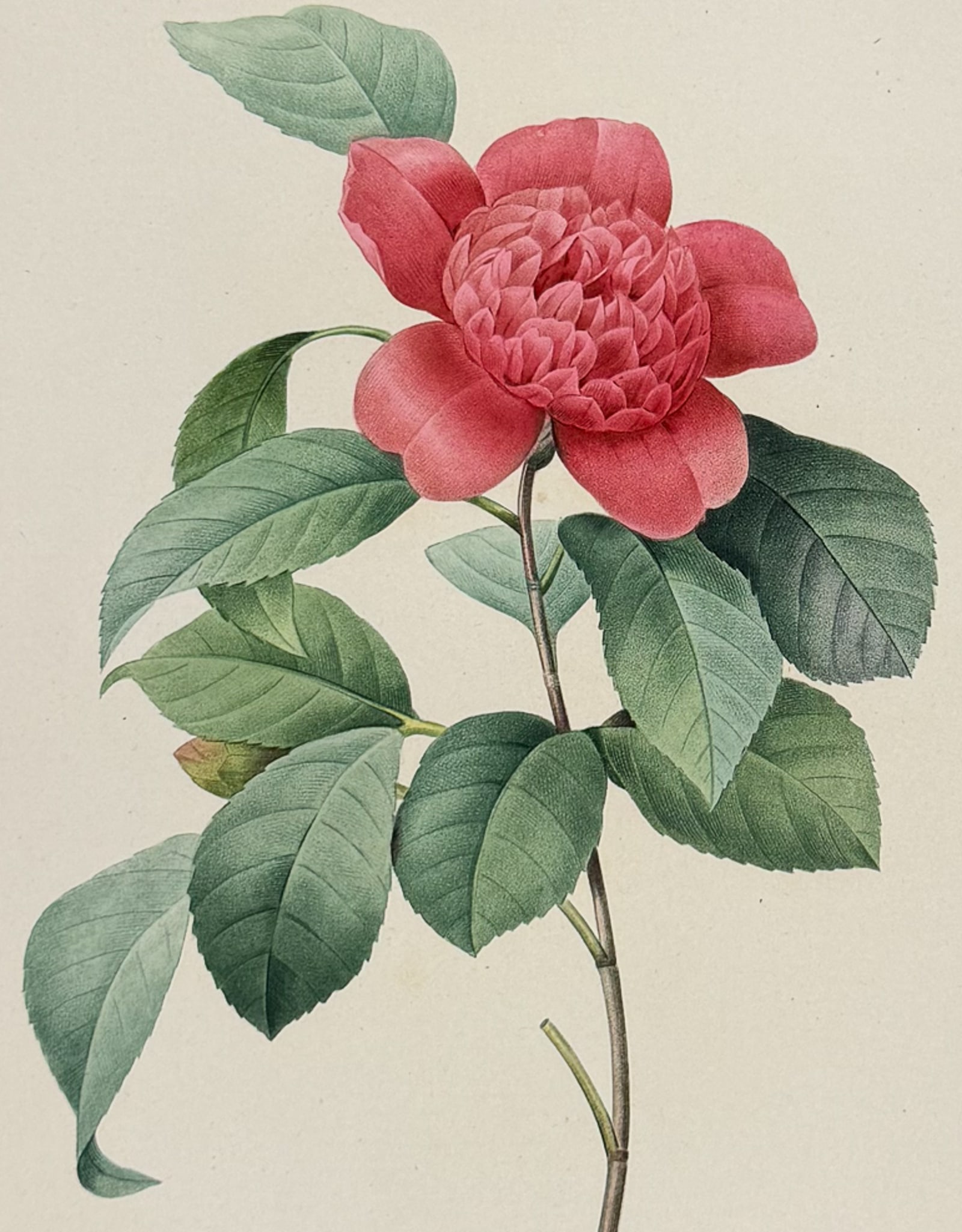 Redoute, Choix, Rare Folio - Camellia [Camellia Anemonefolia]: This striking originally hand-colored stipple engraving is from Pierre Joseph Redoute's "Le Choix des Plus Belles Fleurs". This is from the first edition of the work and was published in Paris between