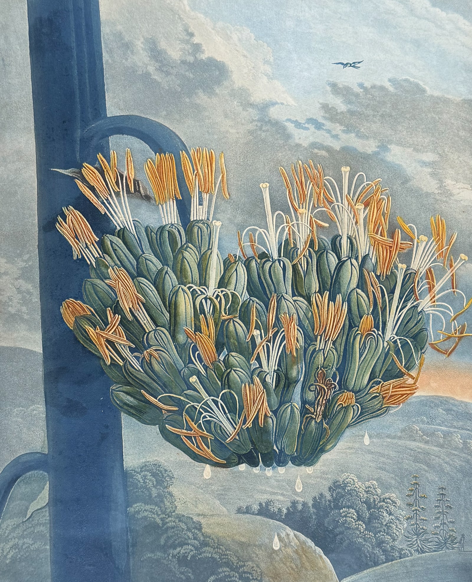 Thornton, Folio - The Aloe: This dramatic large folio botanical engraving is from Dr. Robert John Thornton?s work New Illustration of the Sexual System of Carolus Von Linnaeus...and the Temple of Flora, or Garden of Nature. This