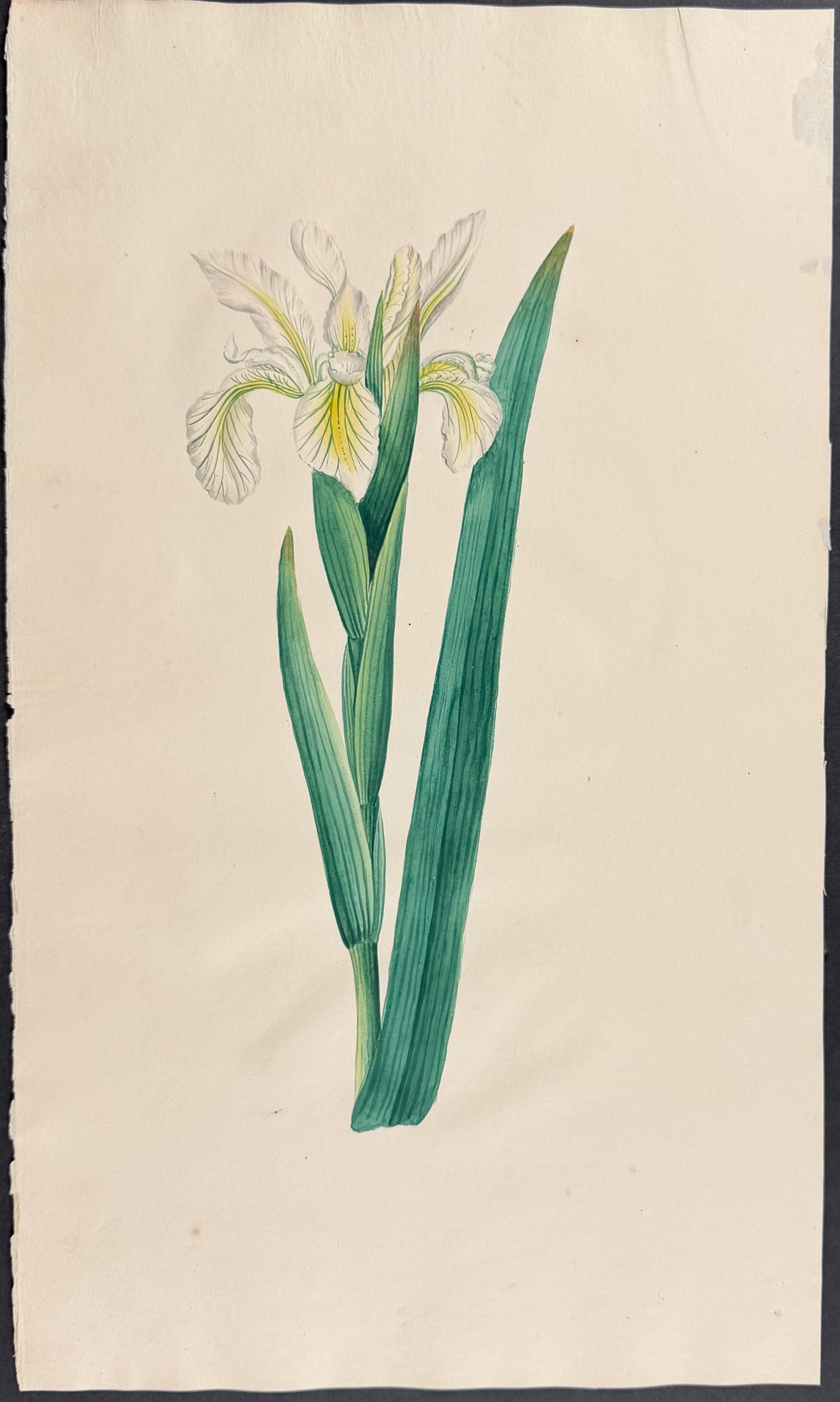 Original Watercolor of Iris (Attributed to Mary Lawrance): This marvelous original watercolor was part of a collection that was inscribed as Botanic Plants Drawn by a Lady for Mrs. Bliss. The watercolor was completed in Great Britain circa 1800. The paper is