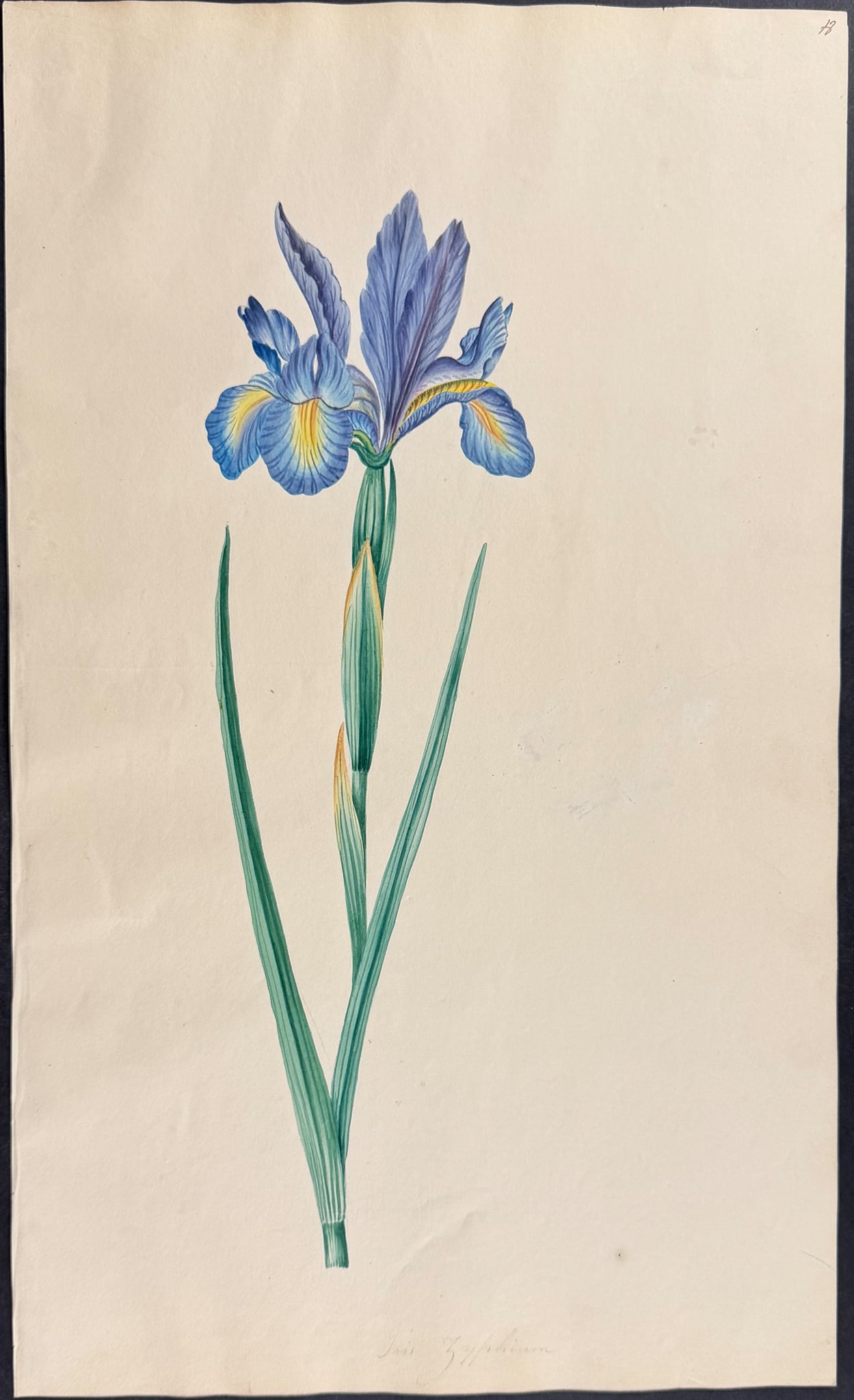 Original Watercolor of Iris (Attributed to Mary Lawrance): This marvelous original watercolor was part of a collection that was inscribed as Botanic Plants Drawn by a Lady for Mrs. Bliss. The watercolor was completed in Great Britain circa 1800. The paper is
