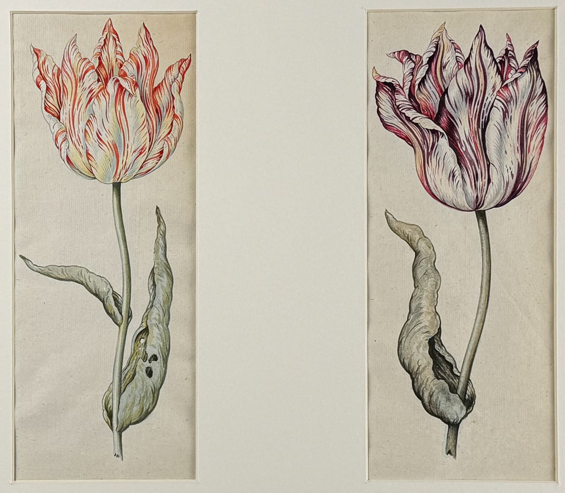 Claesz - Pair of Original Watercolors of Tulips (1 of 3)