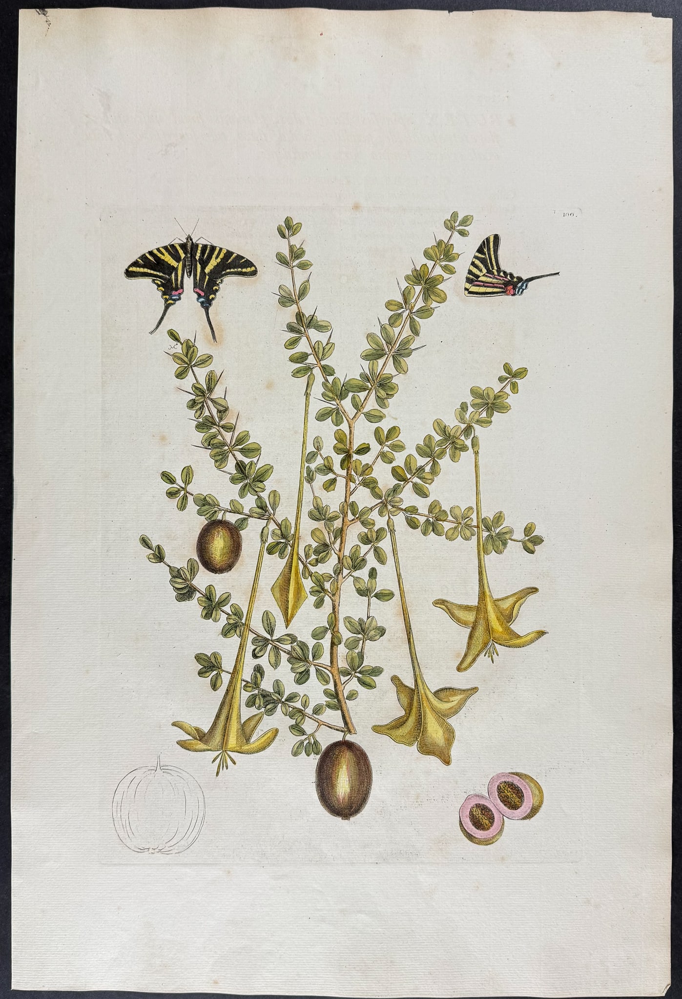 Catesby, Folio - Zebra Swallow-Tail Butterfly with Prickly Apple. 2-100 (1 of 1)