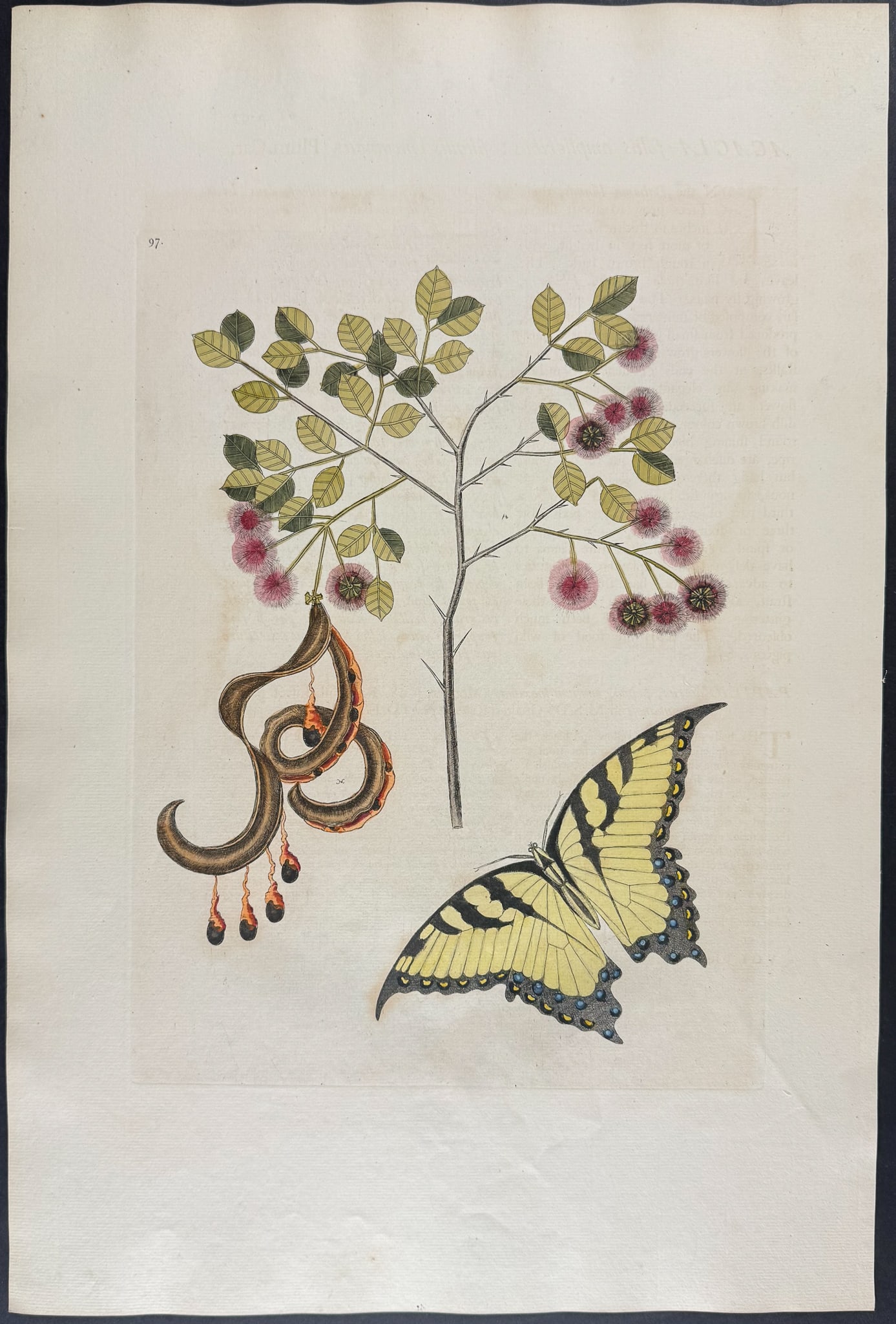 Catesby, Folio - Swallow-Tail with Acacia (Cat?s Claw). 2-97 (1 of 1)