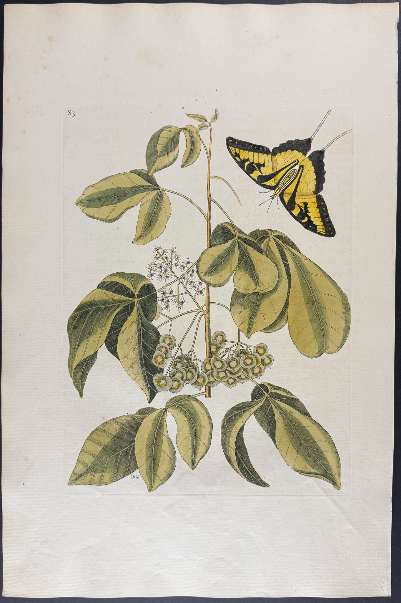 Catesby, Folio - Tiger Swallow-Tail with Wafer Ash. 2-83 (1 of 1)