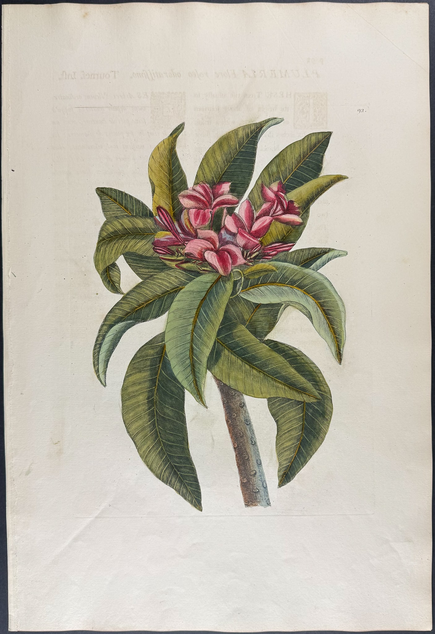 Catesby, Folio - Plumeria Flore Roseo (Red Frangipanni). 2-92 (1 of 1)