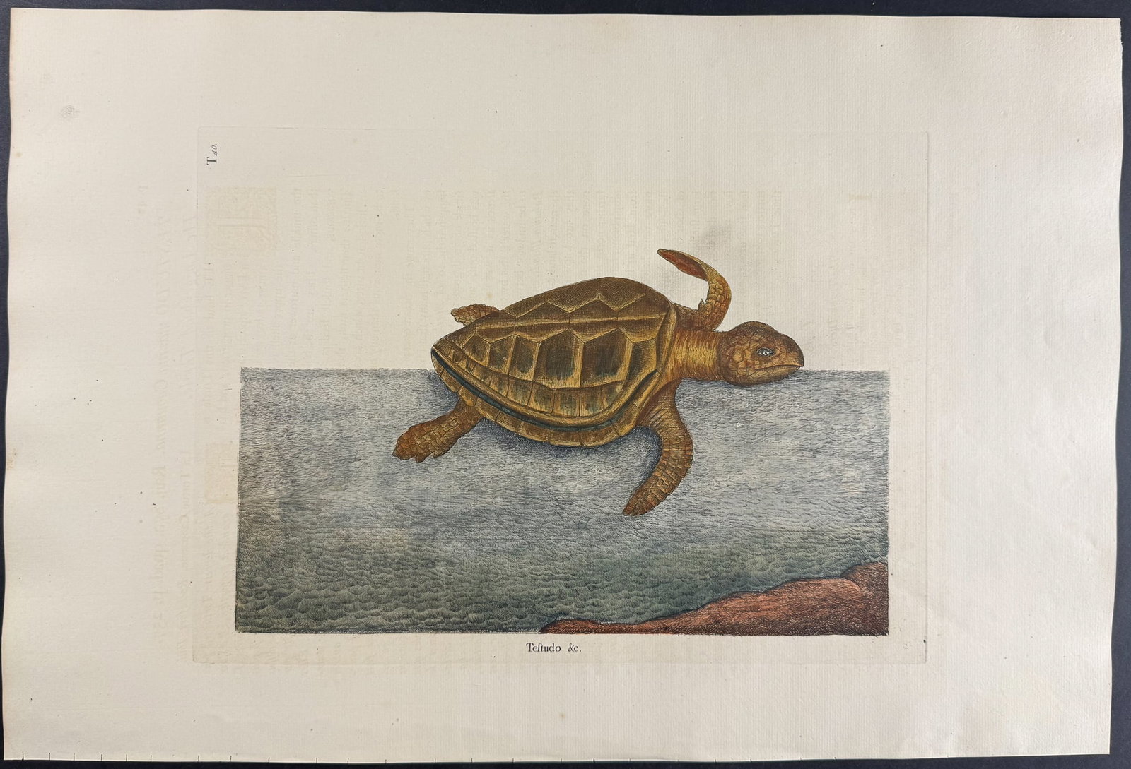Catesby, Folio - Loggerhead Turtle. 2-40 (1 of 1)