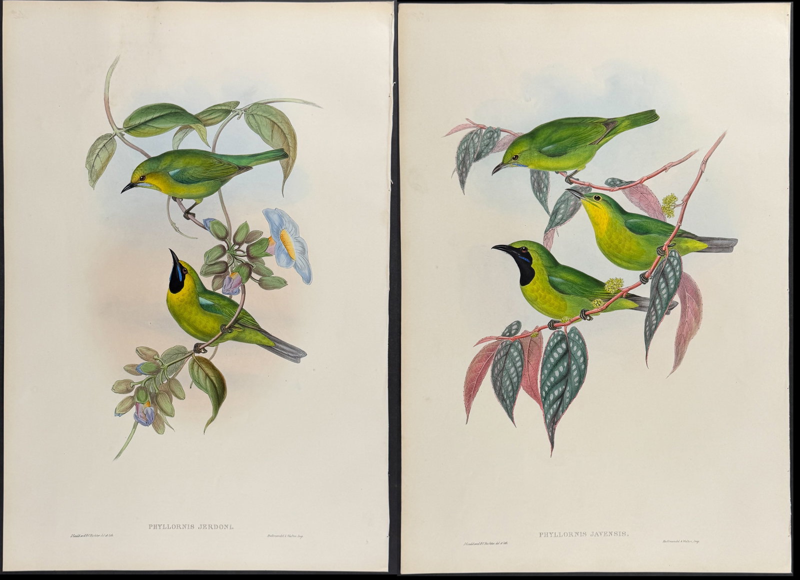 Gould, Asia - Pair of Phyllornis Bird Lithographs: Included in this lot: Jerdon's Phyllornis [Phyllornis Jerdoni] Javanese Phylloris [Phyllornis Javansis] Description of the work: This remarkable ornithology lithograph with hand-finished color is from