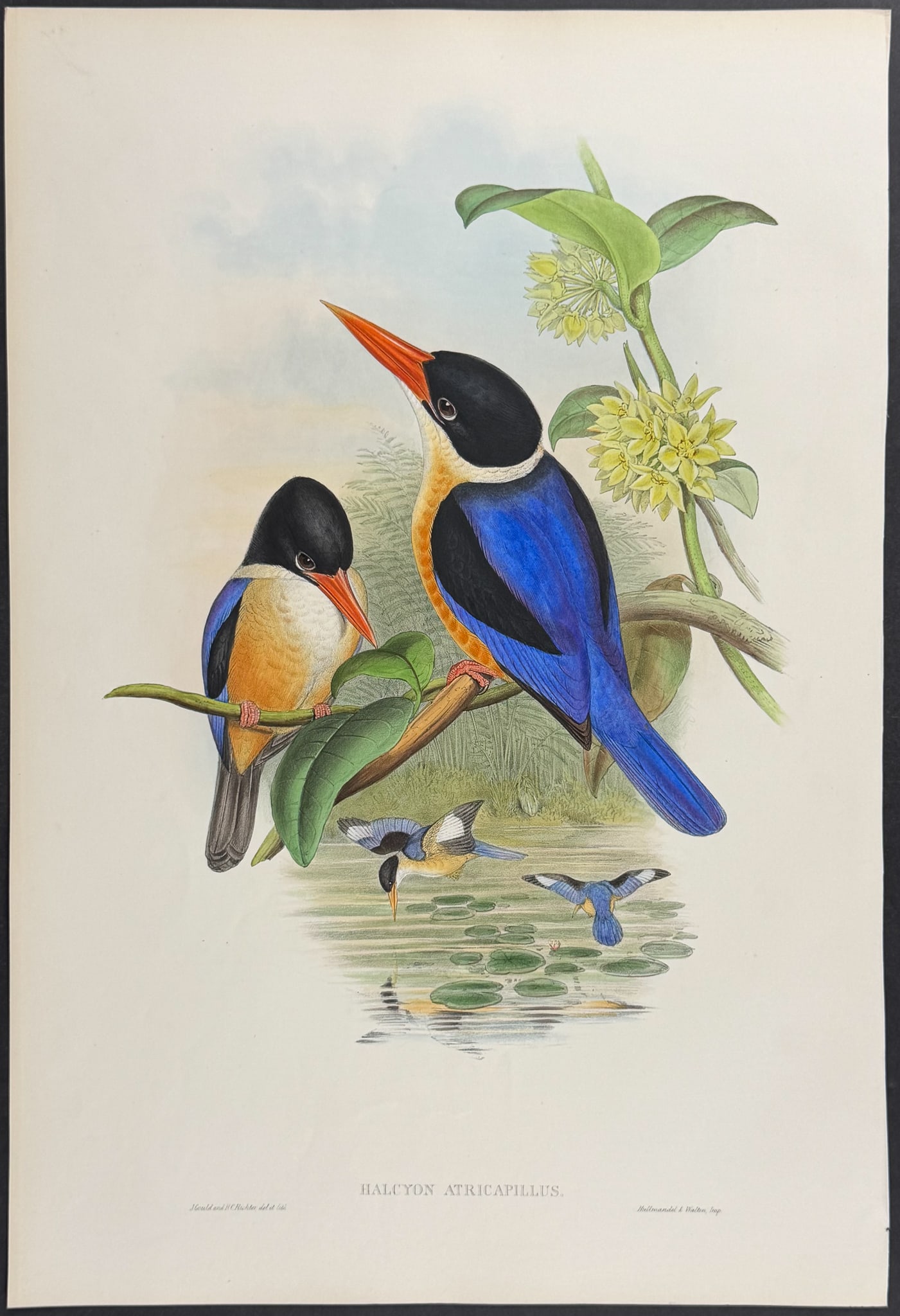 Gould, Asia - Black-capped Kingfisher [Halcyon Atricapillus]: This remarkable ornithology lithograph with hand-finished color is from the esteemed John Gould?s Birds of Asia published in London between 1850 and 1883. Birds of Asia featured some of the most vibra