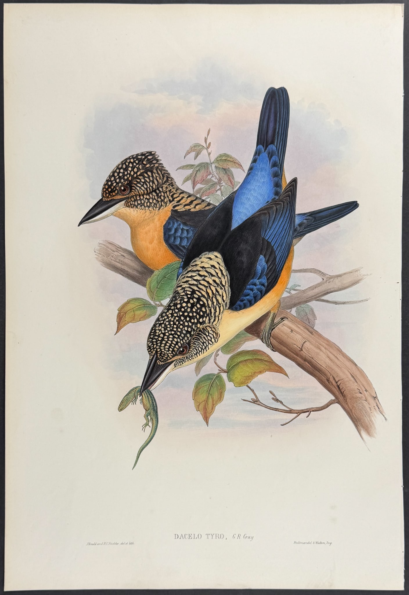 Gould, Asia - Mantled Kingfisher [Dacelo Tyro]: This remarkable ornithology lithograph with hand-finished color is from the esteemed John Gould?s Birds of Asia published in London between 1850 and 1883. Birds of Asia featured some of the most vibra