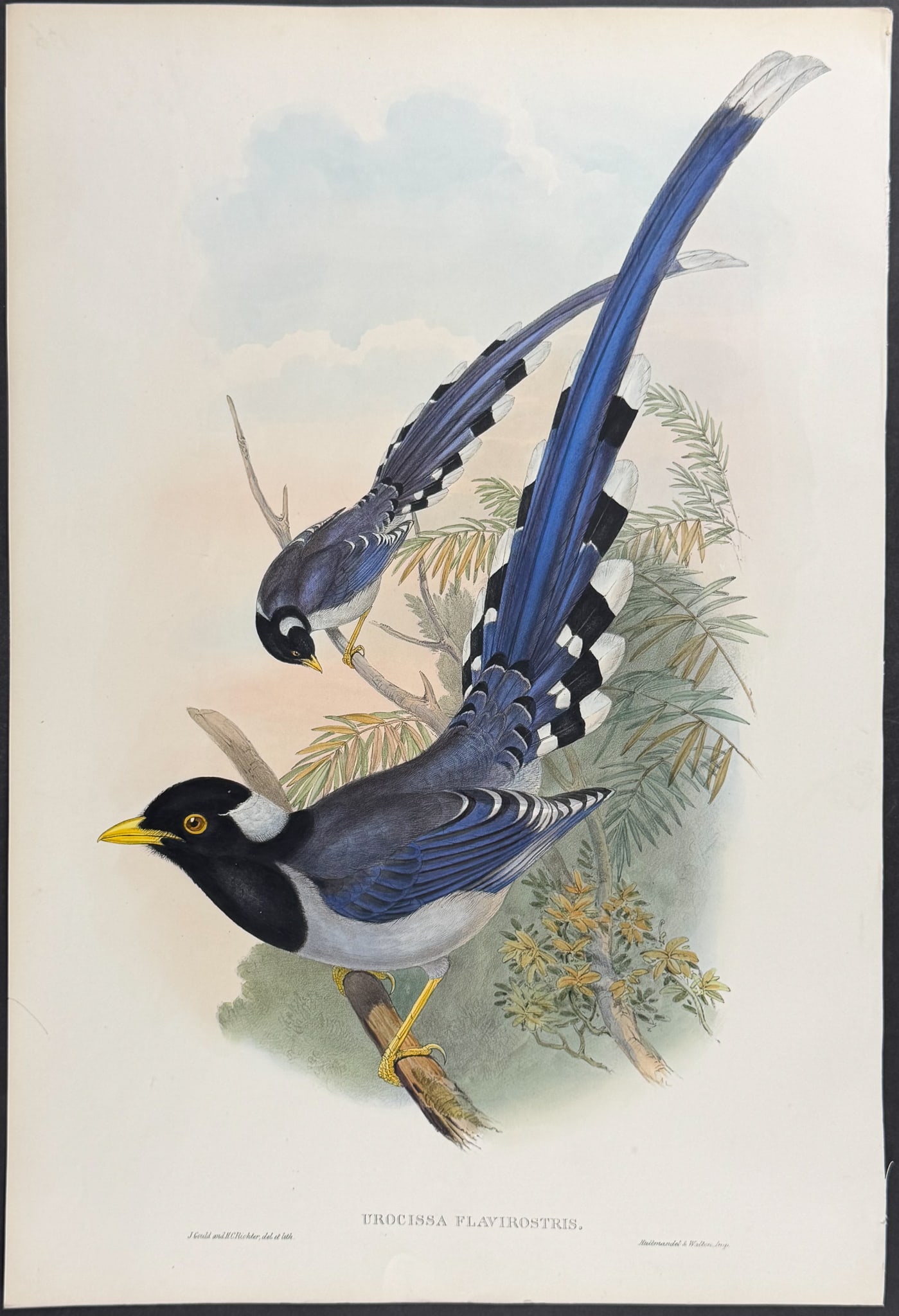 Gould, Asia - Yellow-billed Blue Pie [Urocissa Flavirostris] (1 of 1)