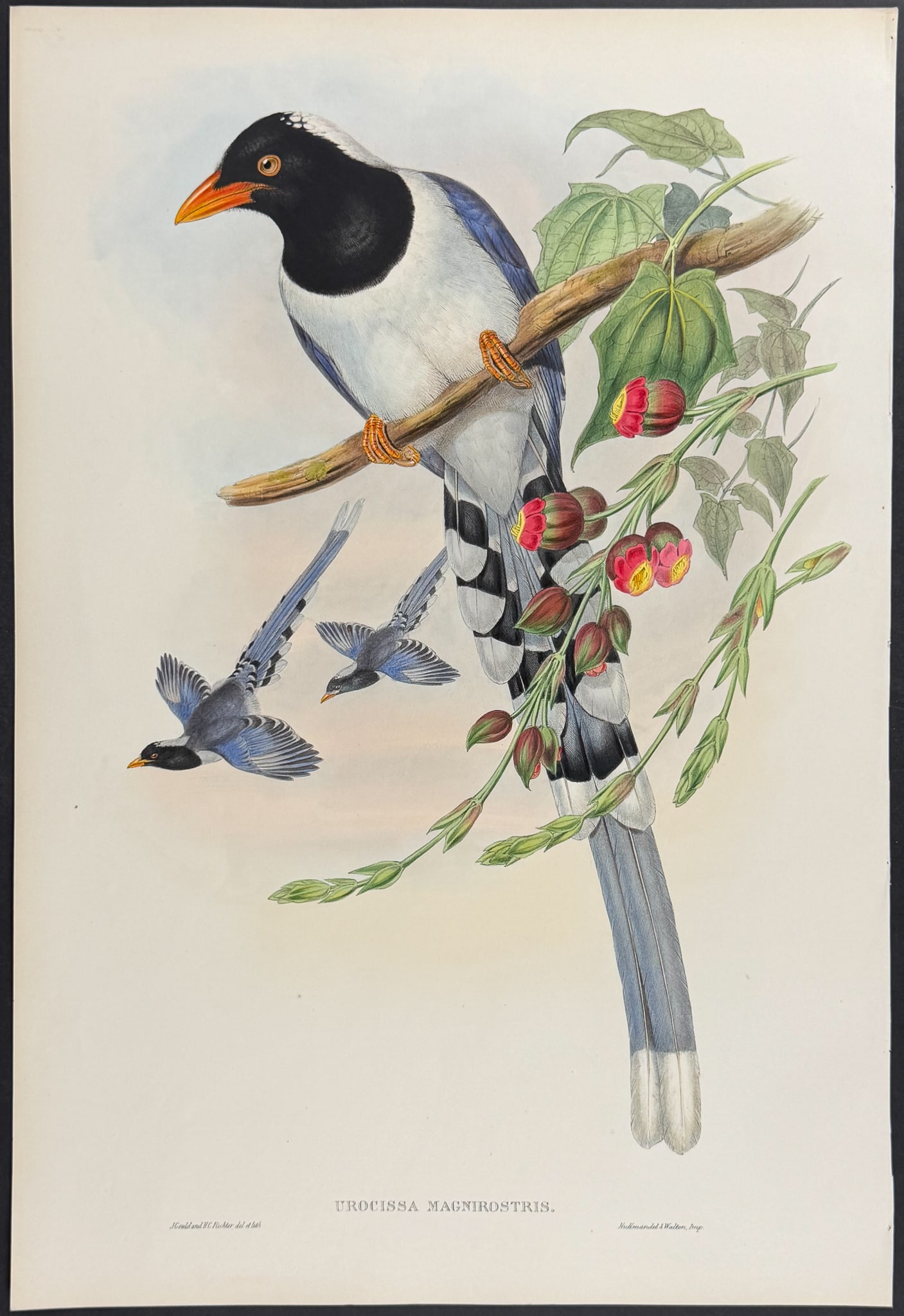 Gould, Asia - Great-billed Blue Pie [Urocissa Magnirostris] (1 of 1)