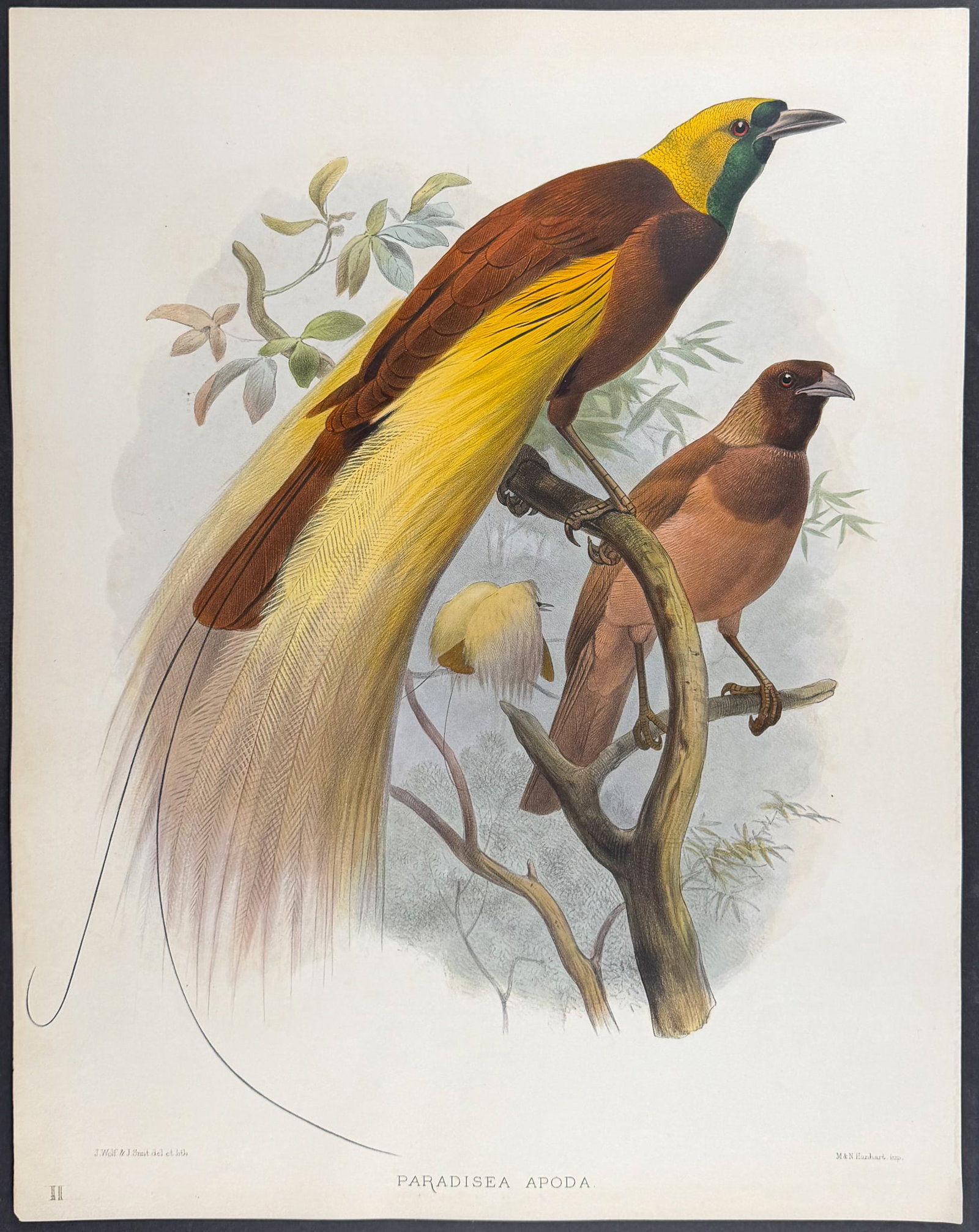 Elliot - Great Bird of Paradise [Paradisea Apoda] (1 of 1)