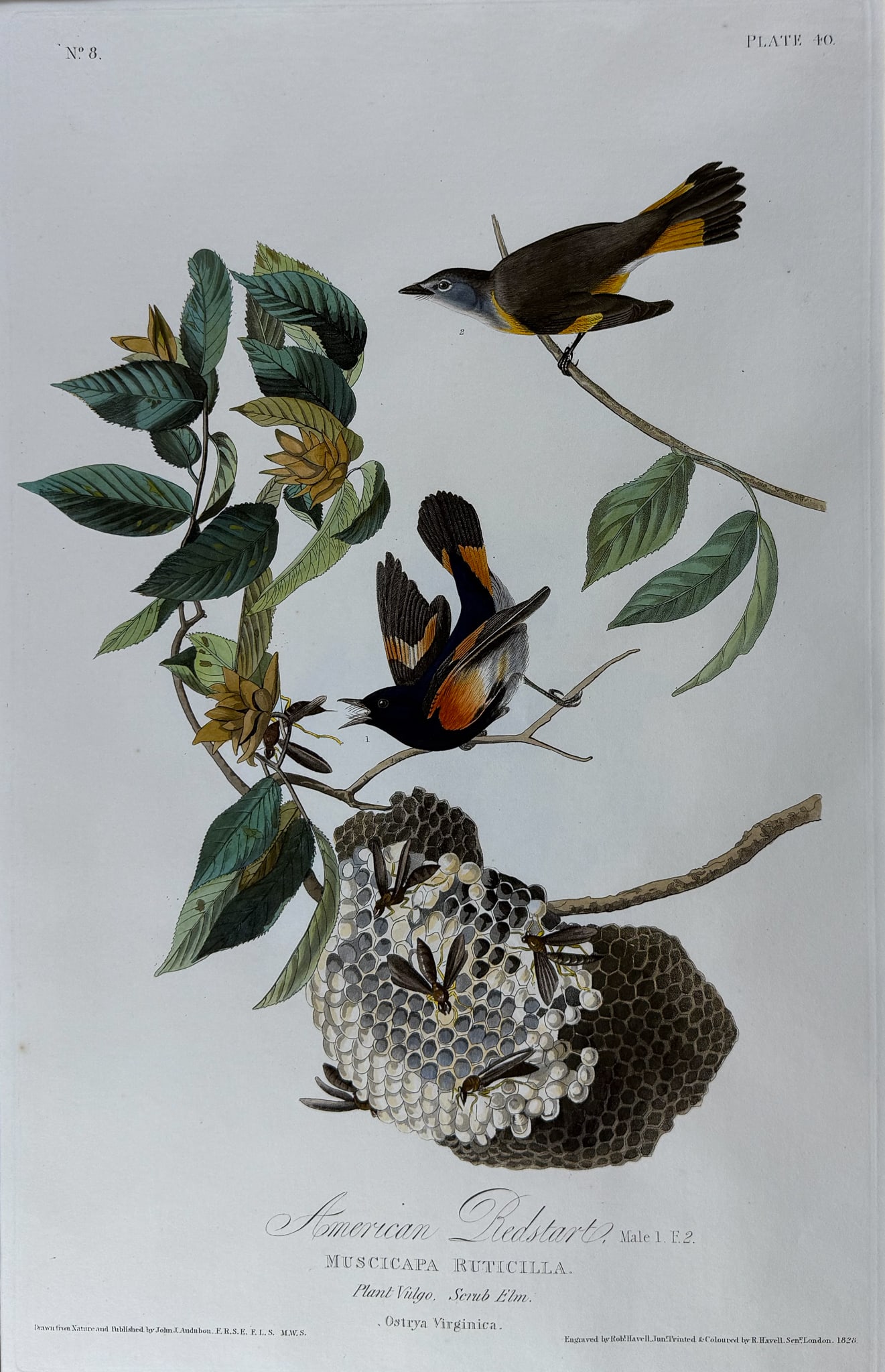 Audubon, Havell Ed - American Redstart. 40: This stunning, double elephant folio engraving is from true first edition of John James Audubon's Birds of America. The work was published by Audubon between 1827 and 1838. This edition is commonly re