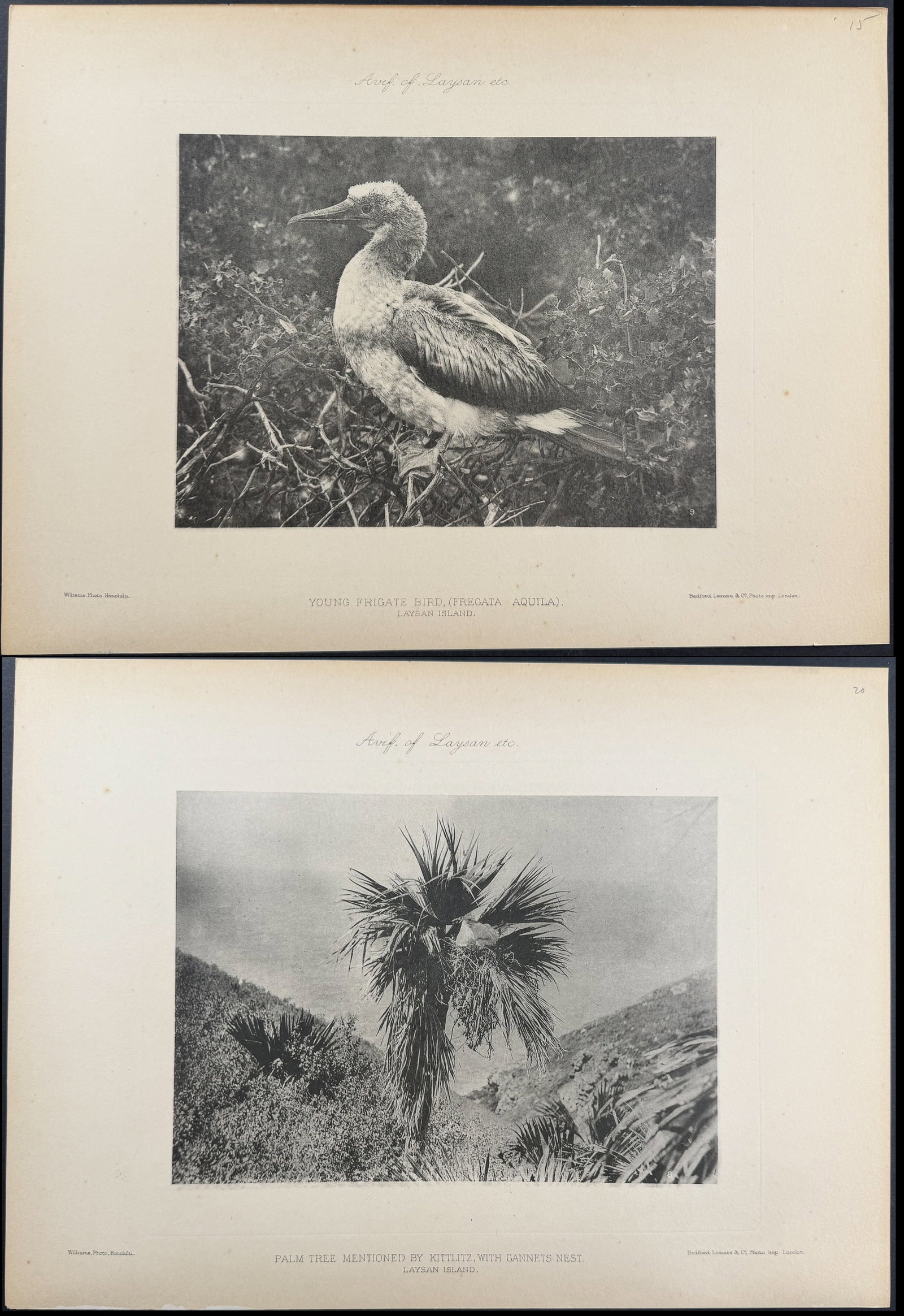 Rothschild & Keulemans, Hawaii - 10 Bird Lithographs: This hand-colored lithograph is from Lionel Walter Rothschild's "The Avifauna of Laysan and the Neighbouring Islands: with a Complete History to Date of the Birds of the Hawaiian Possessions". The wor