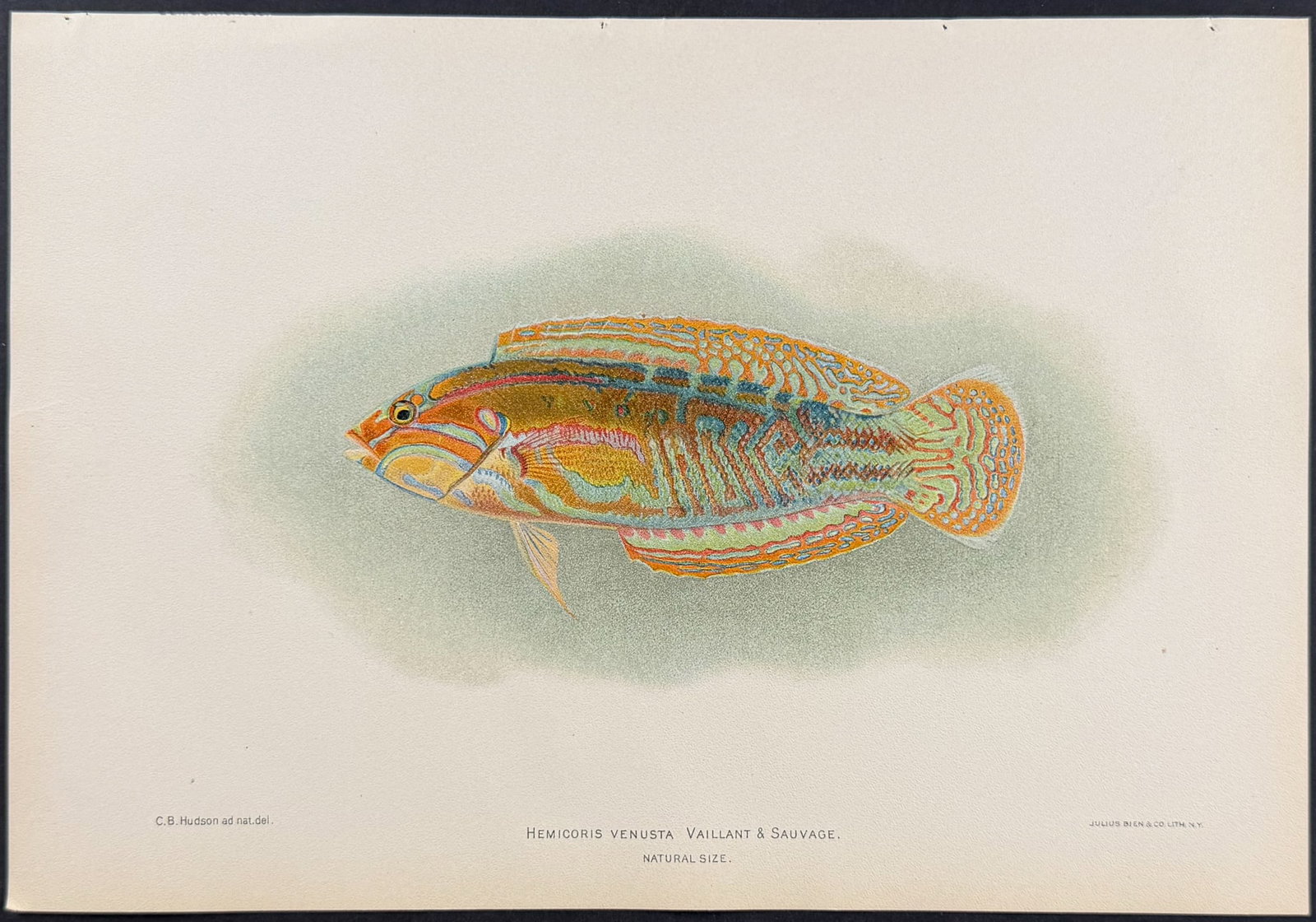 Bien, Hawaii - Fish [Hemicoris Venusta] (1 of 1)