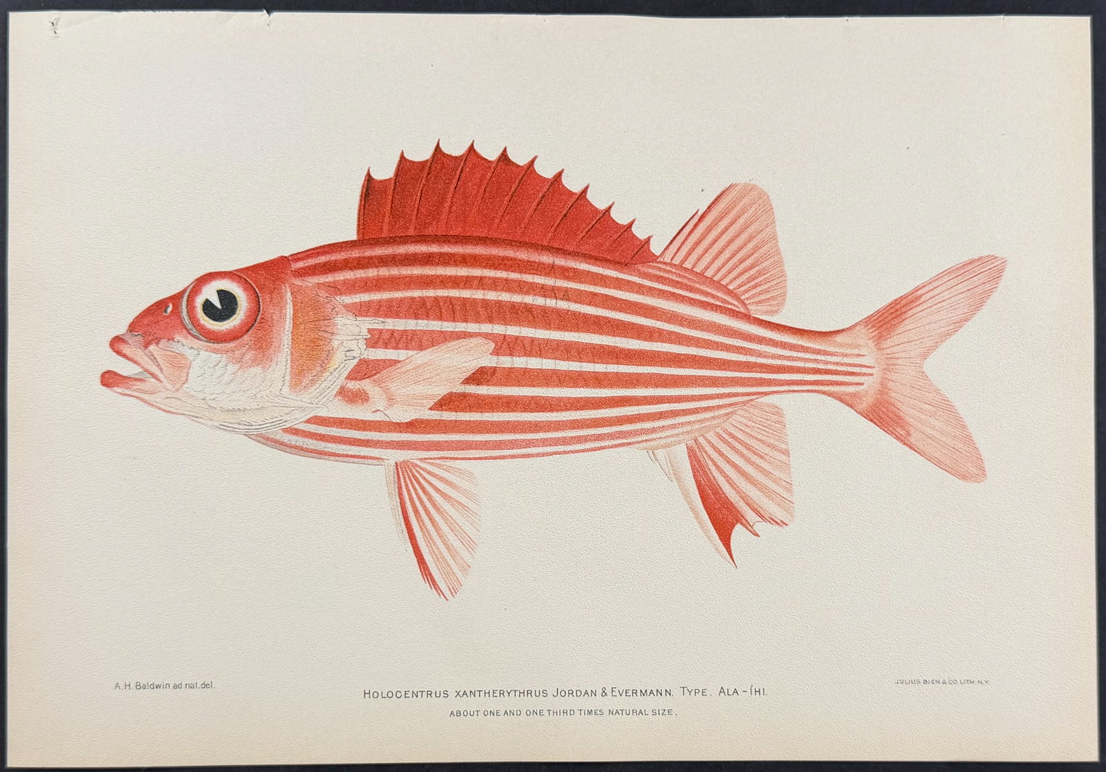 Bien, Hawaii - Ala-Ihi or Squirrelfish [Holocentrus Xantherythrus] (1 of 1)