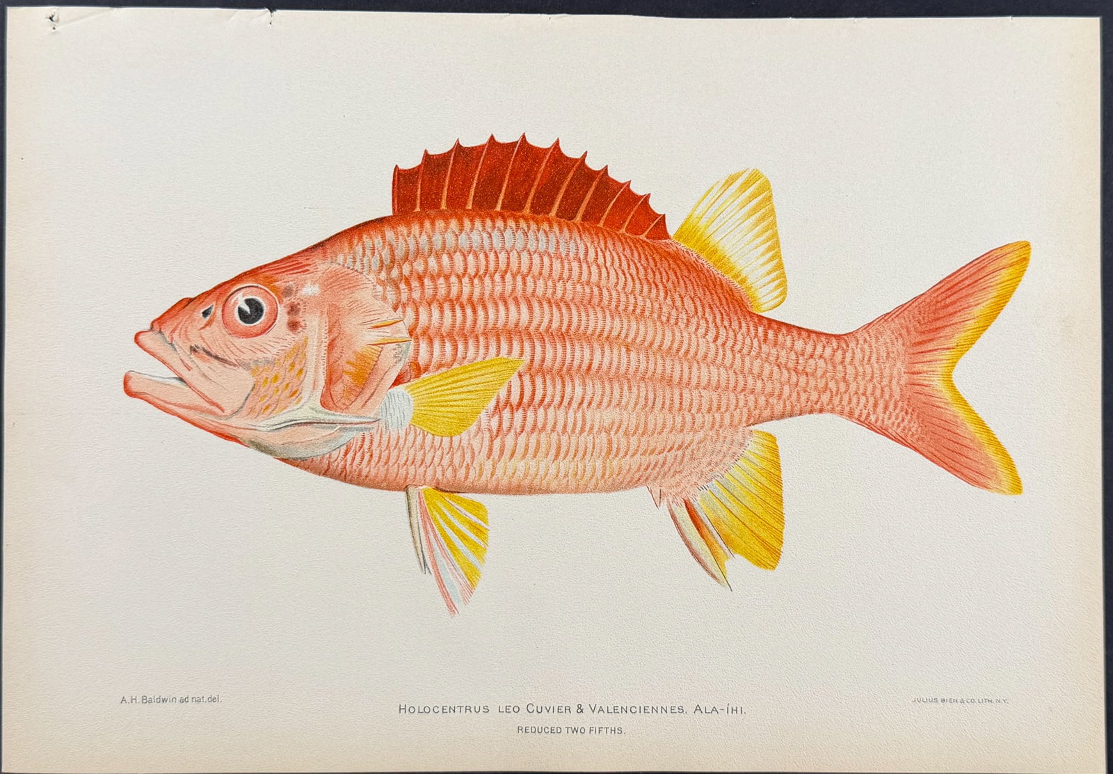 Bien, Hawaii - Ala-Ihi or Squirrelfish [Holocentrus Leo] (1 of 1)