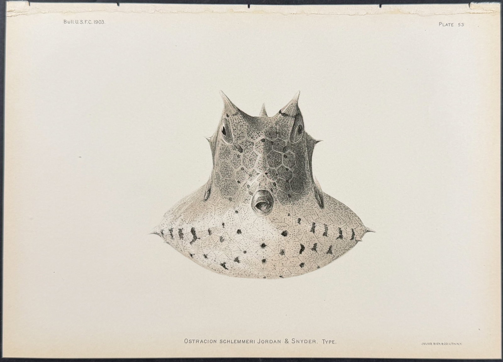 Bien, Hawaii - Boxfish [Ostracion Schlemmerei] (1 of 1)