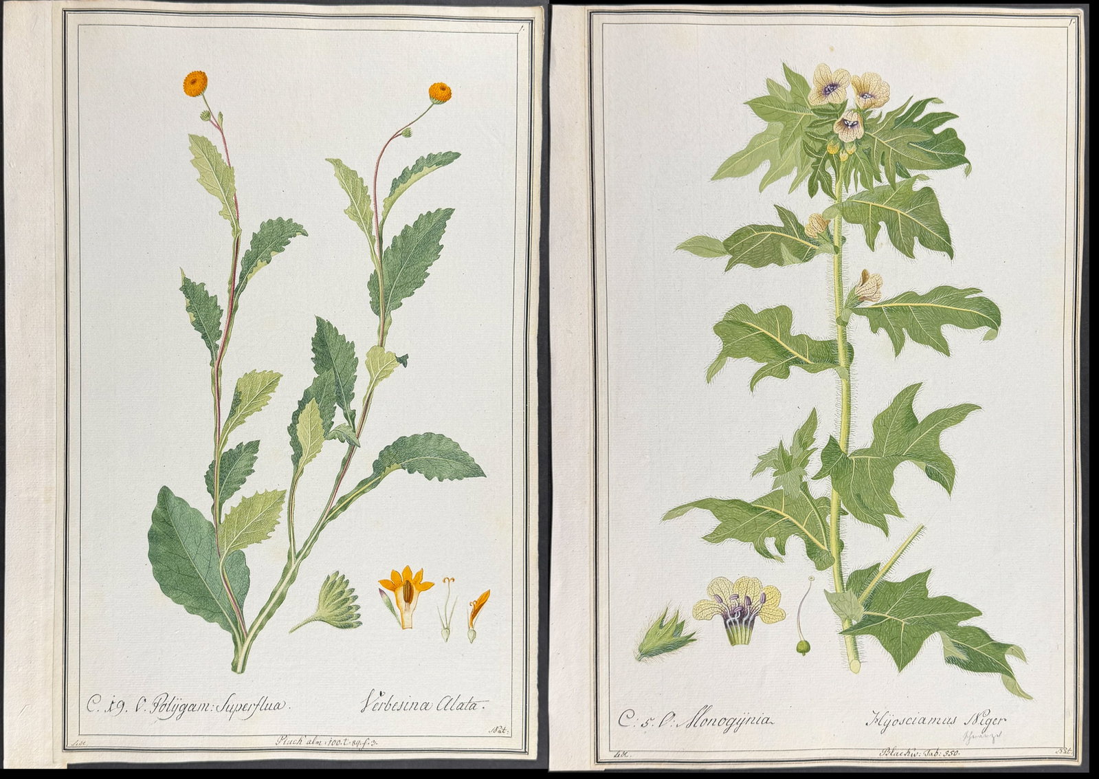 6 Original Botanical Watercolors (according to Linnaeus system): This superb original botanical watercolor is from a manuscript entitled "Hortus Botanicus" which illustrated plants according to the Linnaean system and Willdenow's revisions. The manuscript was