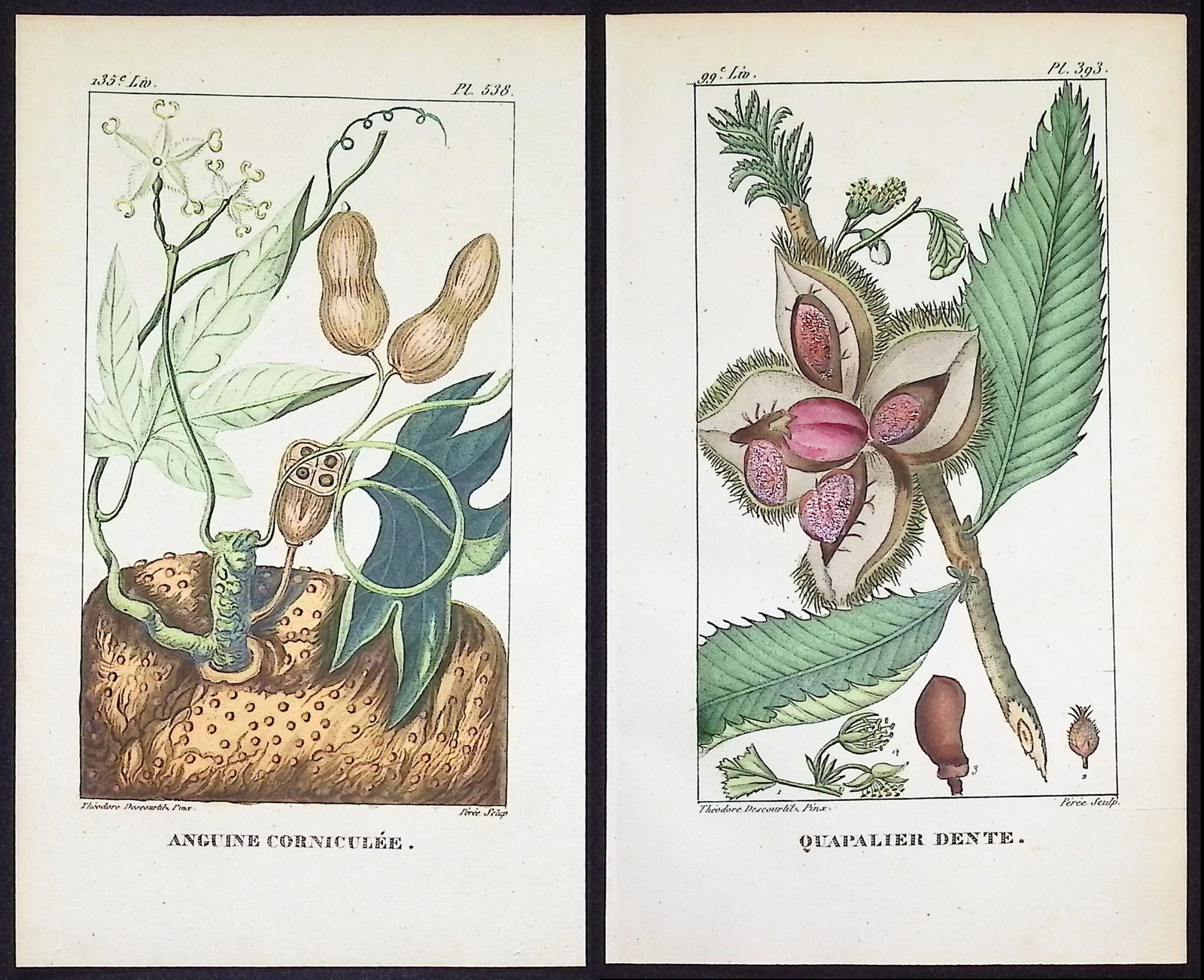 Descourtilz - 5 Botanical Engravings: This beautiful stipple engraving is from Michel Etienne Descourtilz's Flore Pittoresque et Medicale des Antilles ou histoire naturelle des Plantes usuelles des colonies Francaises, Anglaises, Espagnol