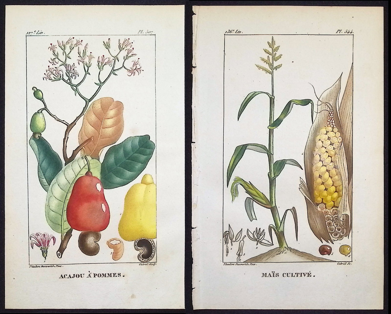 Descourtilz - Pair of Engravings of Corn & Cashew: This beautiful stipple engraving is from Michel Etienne Descourtilz's Flore Pittoresque et Medicale des Antilles ou histoire naturelle des Plantes usuelles des colonies Francaises, Anglaises, Espagnol