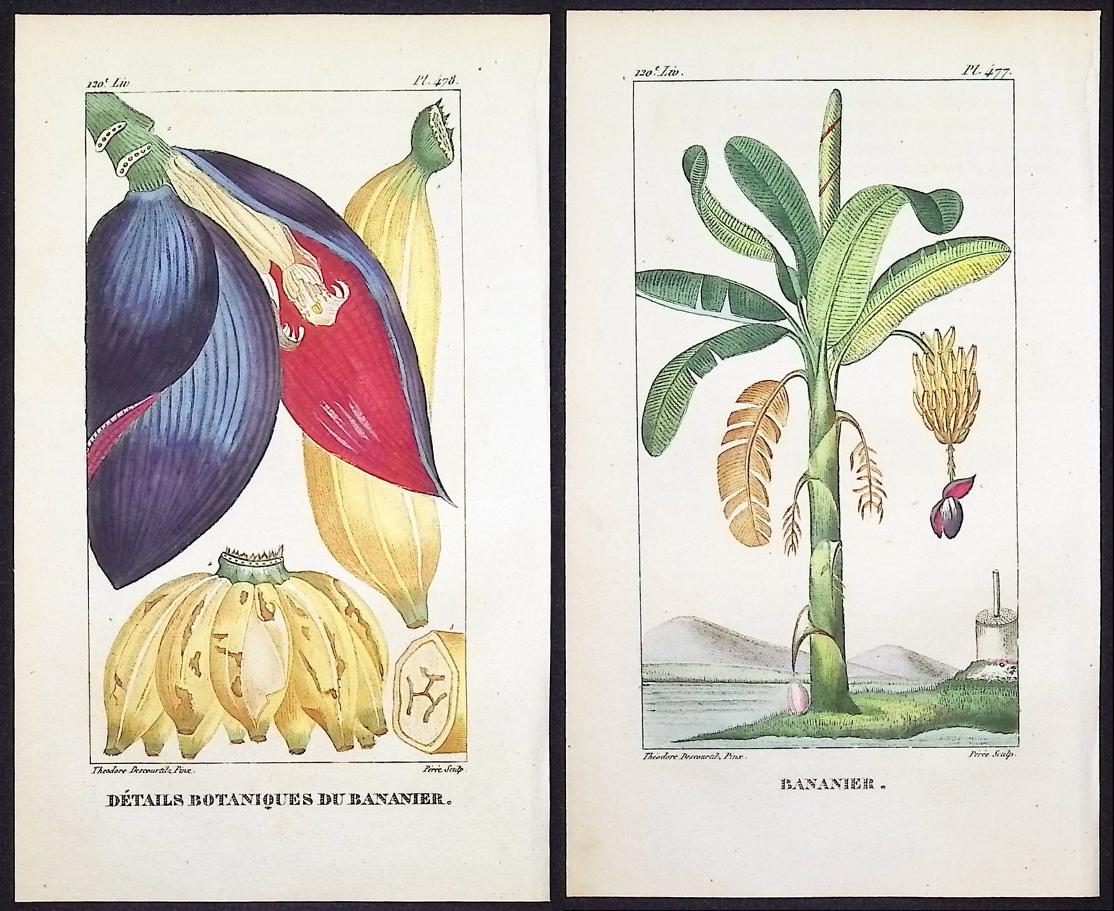 Descourtilz - 3 Engravings of Palm & Banana (1 of 4)