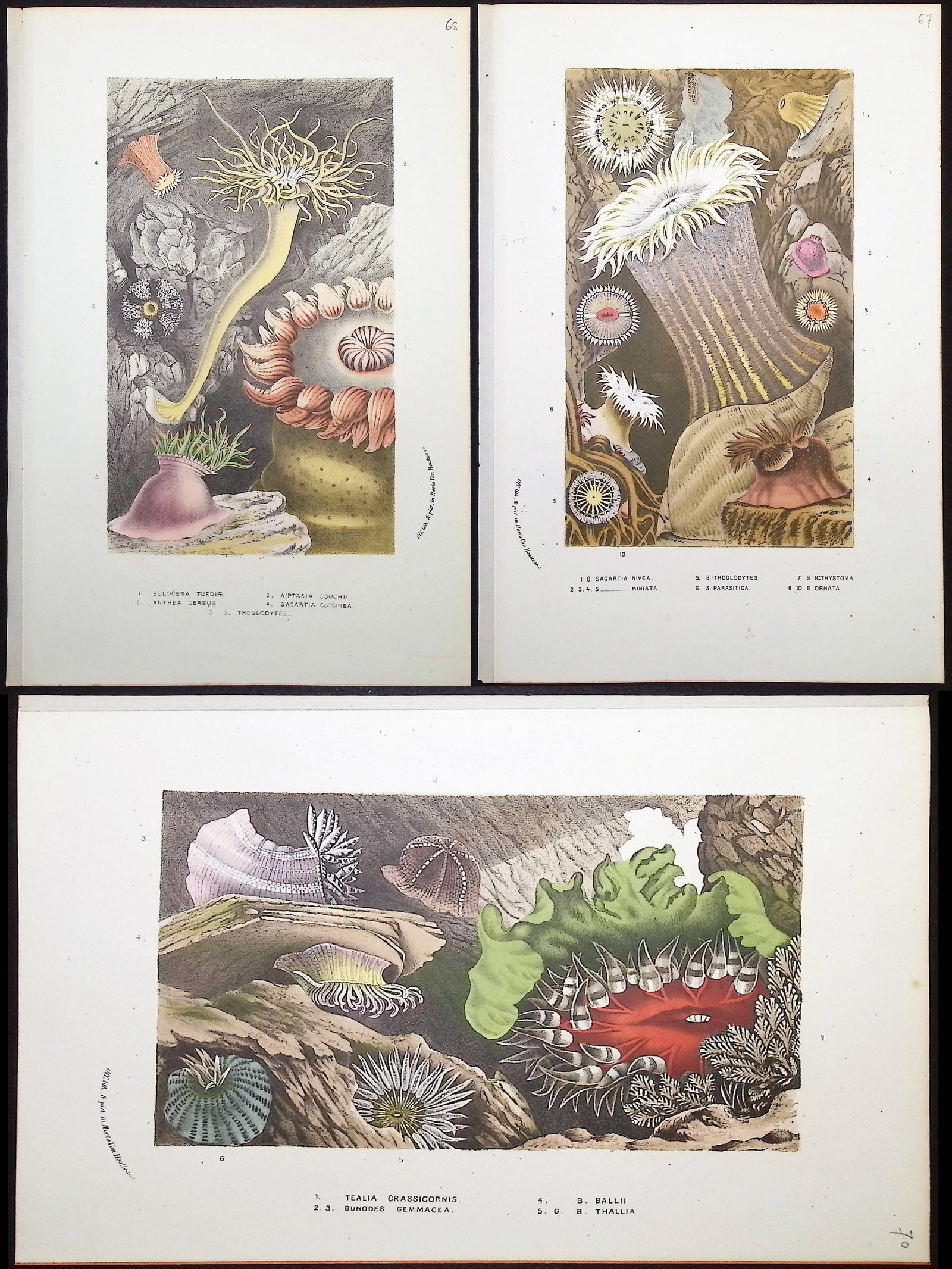 Van Houtte - 8 Sea Life Prints: This beautiful botanical print comes from Louis Van Houtte's monumental work entitled "Flore des Serres et des Jardins de l'Europe (Flowers of the Greenhouses and Gardens of Europe)" published