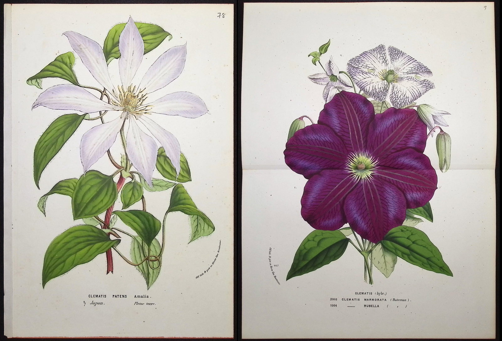 Van Houtte - 3 Clematis Prints: This beautiful botanical print comes from Louis Van Houtte's monumental work entitled "Flore des Serres et des Jardins de l'Europe (Flowers of the Greenhouses and Gardens of Europe)" published