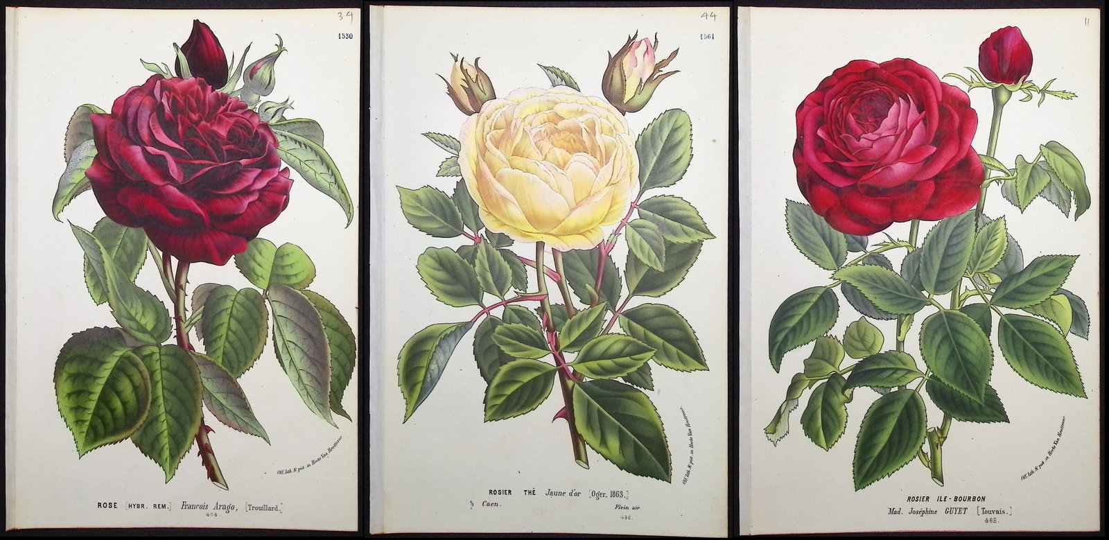 Van Houtte - 3 Rose Prints: This beautiful botanical print comes from Louis Van Houtte's monumental work entitled "Flore des Serres et des Jardins de l'Europe (Flowers of the Greenhouses and Gardens of Europe)" published