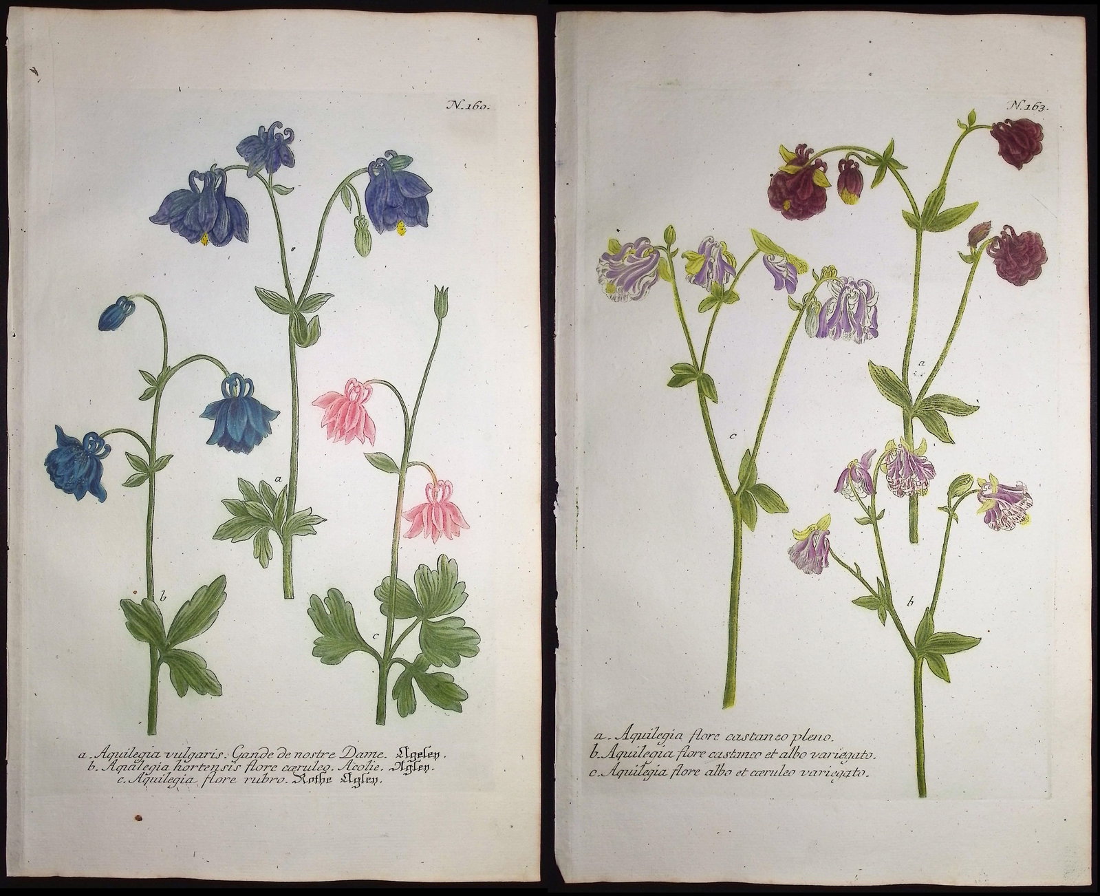 Weinmann - 5 Columbine Engravings: This beautiful botanical mezzotint is from Johann Weinmann's "Duidelyke Vertoning, Eeniger Duizend in alle vier waerelds deelen wassende Bomen, Stammen, Kruiden, Bloemen, Vrugten, en Uitwassen,