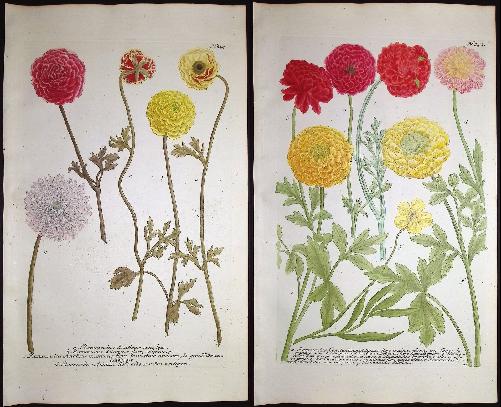 Weinmann - 3 Buttercup or Ranunculus Engravings: This beautiful botanical mezzotint is from Johann Weinmann's "Duidelyke Vertoning, Eeniger Duizend in alle vier waerelds deelen wassende Bomen, Stammen, Kruiden, Bloemen, Vrugten, en Uitwassen,