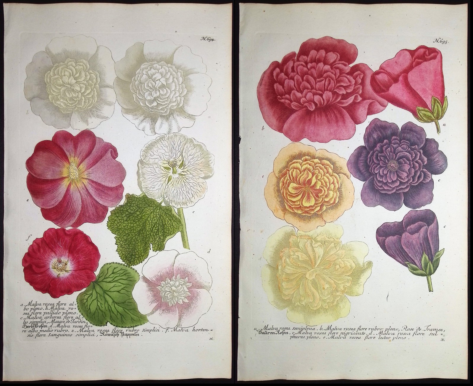 Weinmann - 5 Mallow Engravings: This beautiful botanical mezzotint is from Johann Weinmann's "Duidelyke Vertoning, Eeniger Duizend in alle vier waerelds deelen wassende Bomen, Stammen, Kruiden, Bloemen, Vrugten, en Uitwassen,