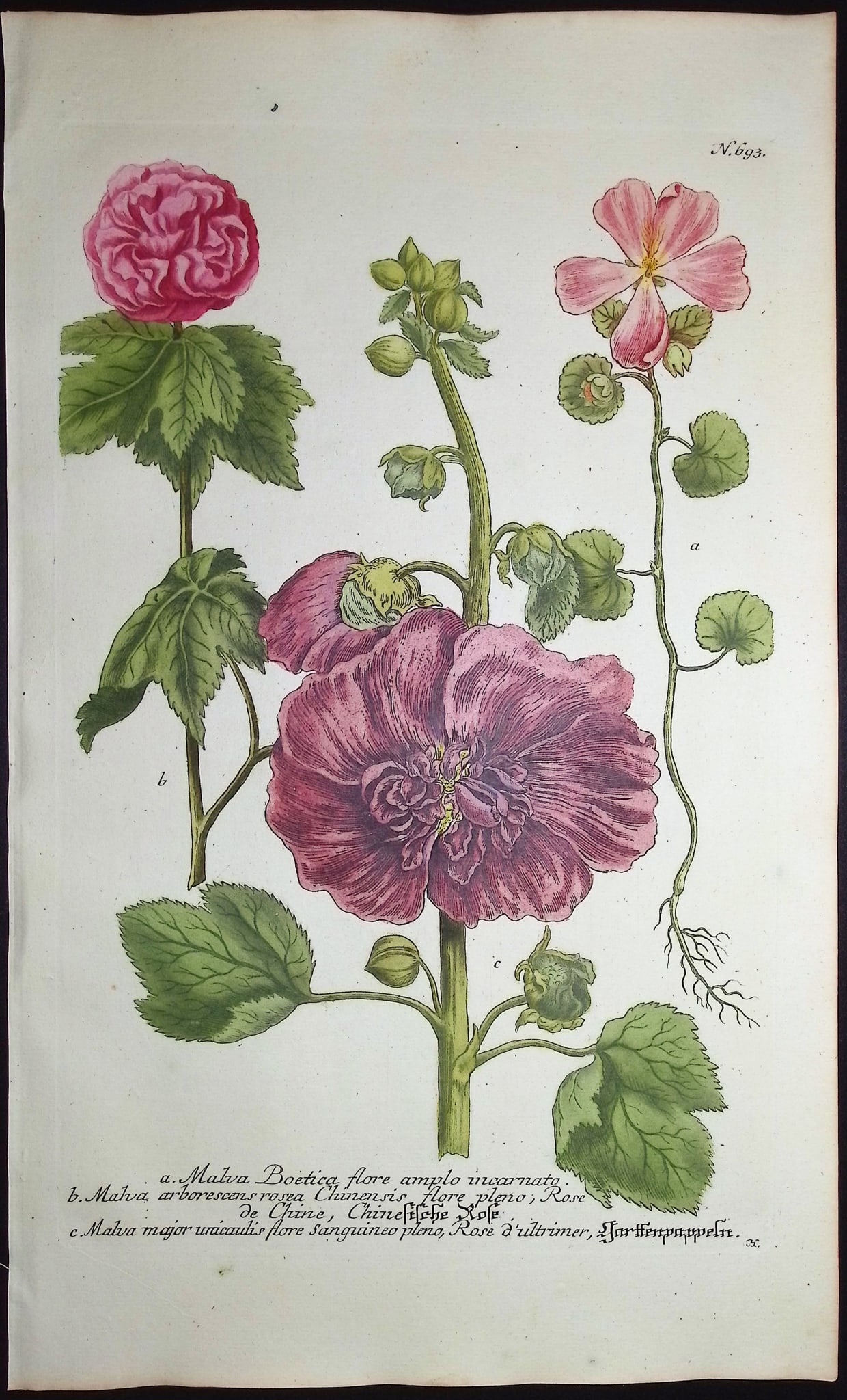 Weinmann - 5 Mallow Engravings - 2
