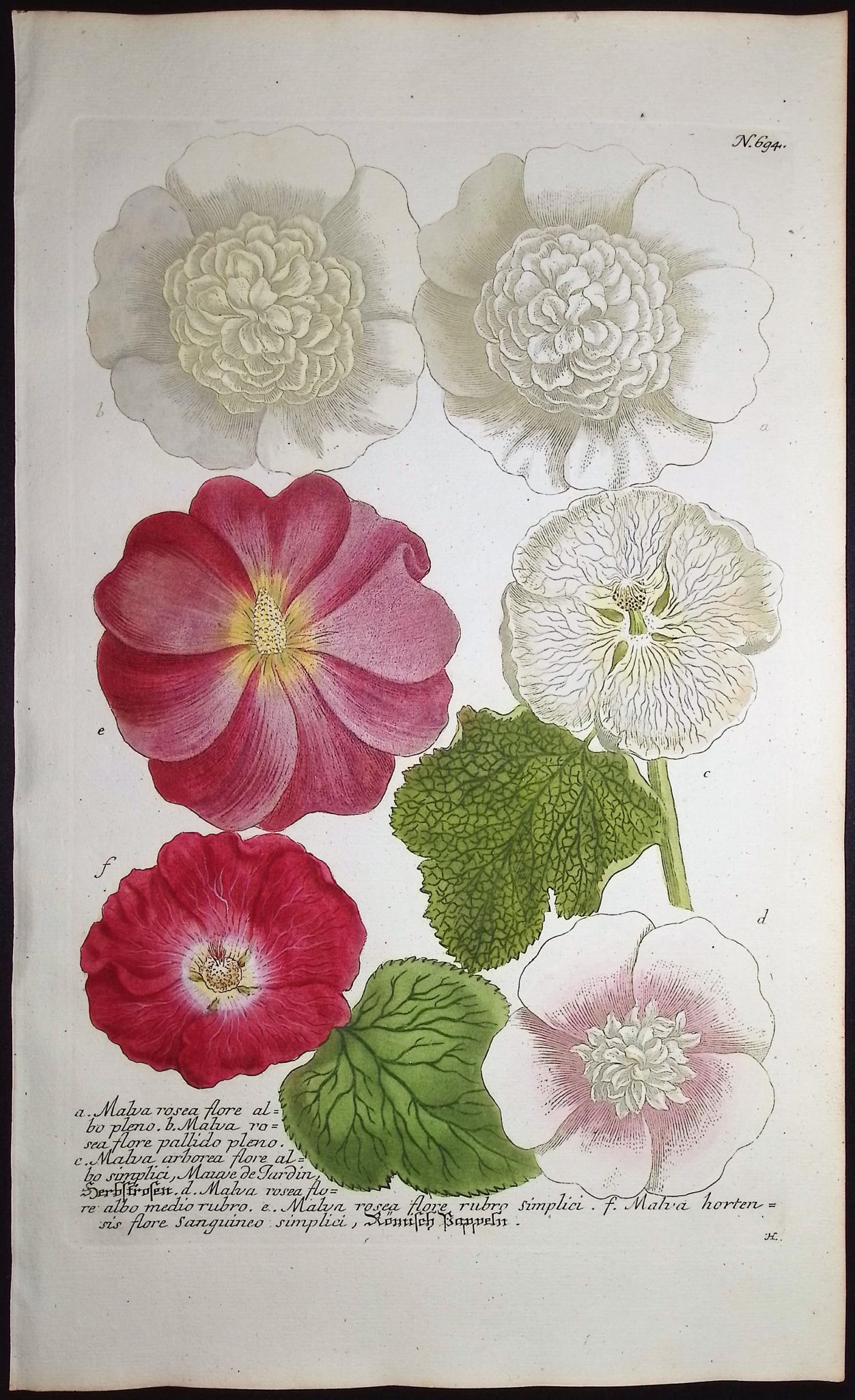 Weinmann - 5 Mallow Engravings - 3