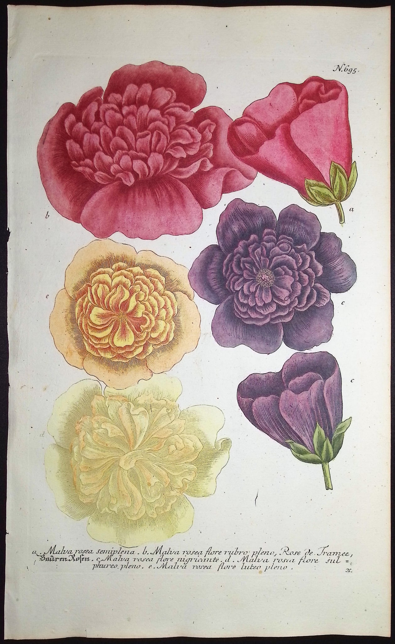 Weinmann - 5 Mallow Engravings - 4