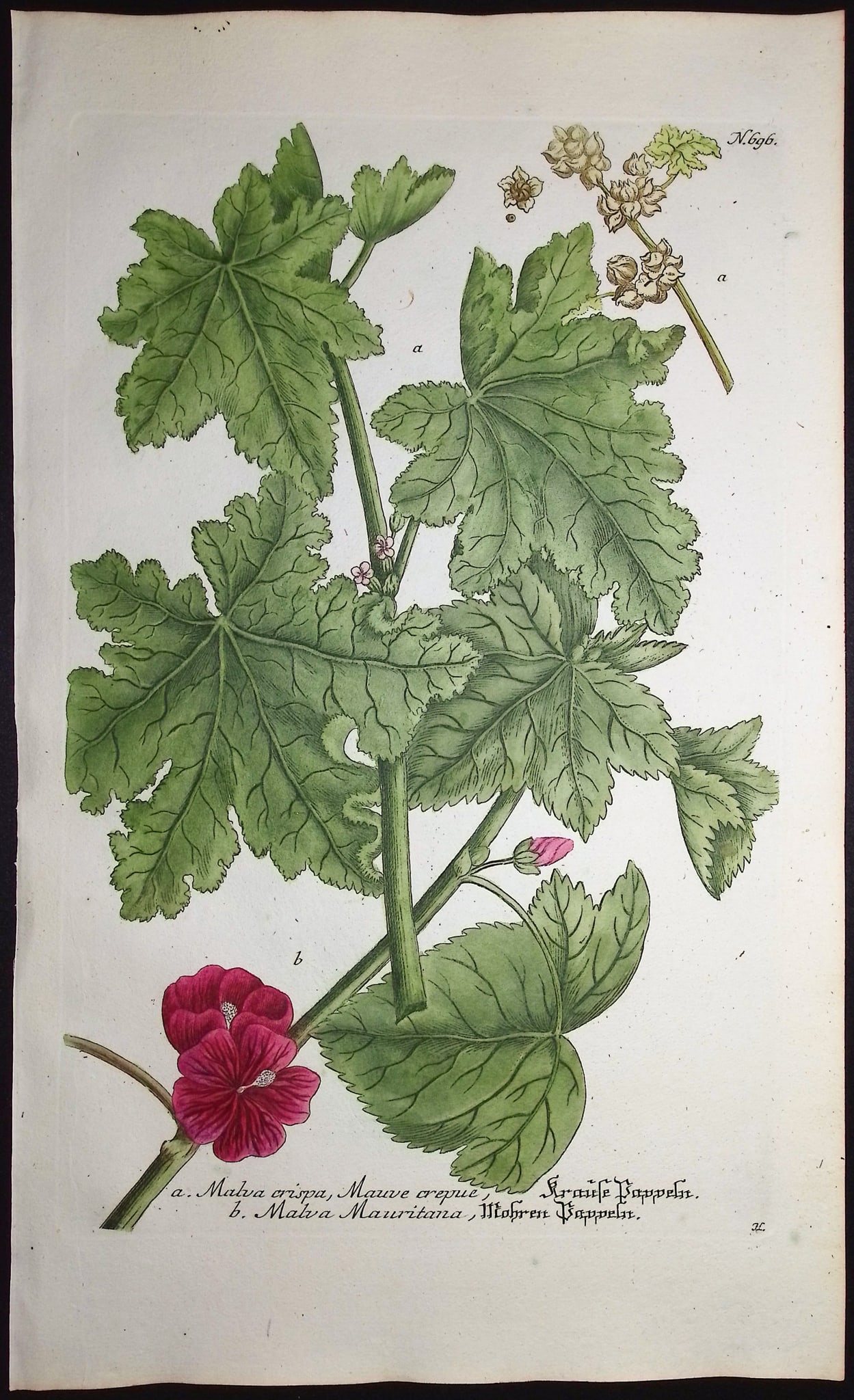 Weinmann - 5 Mallow Engravings - 5