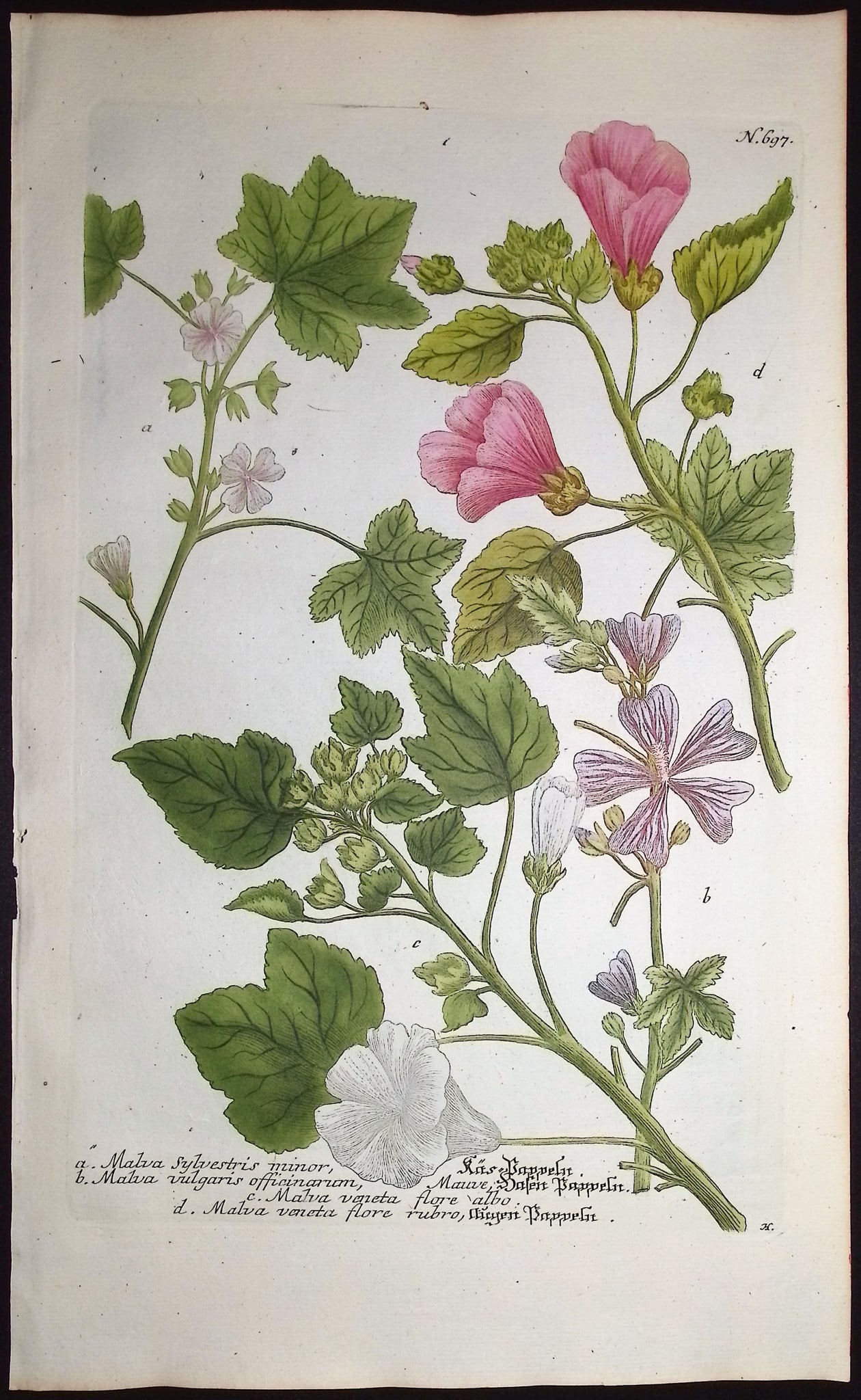 Weinmann - 5 Mallow Engravings - 6