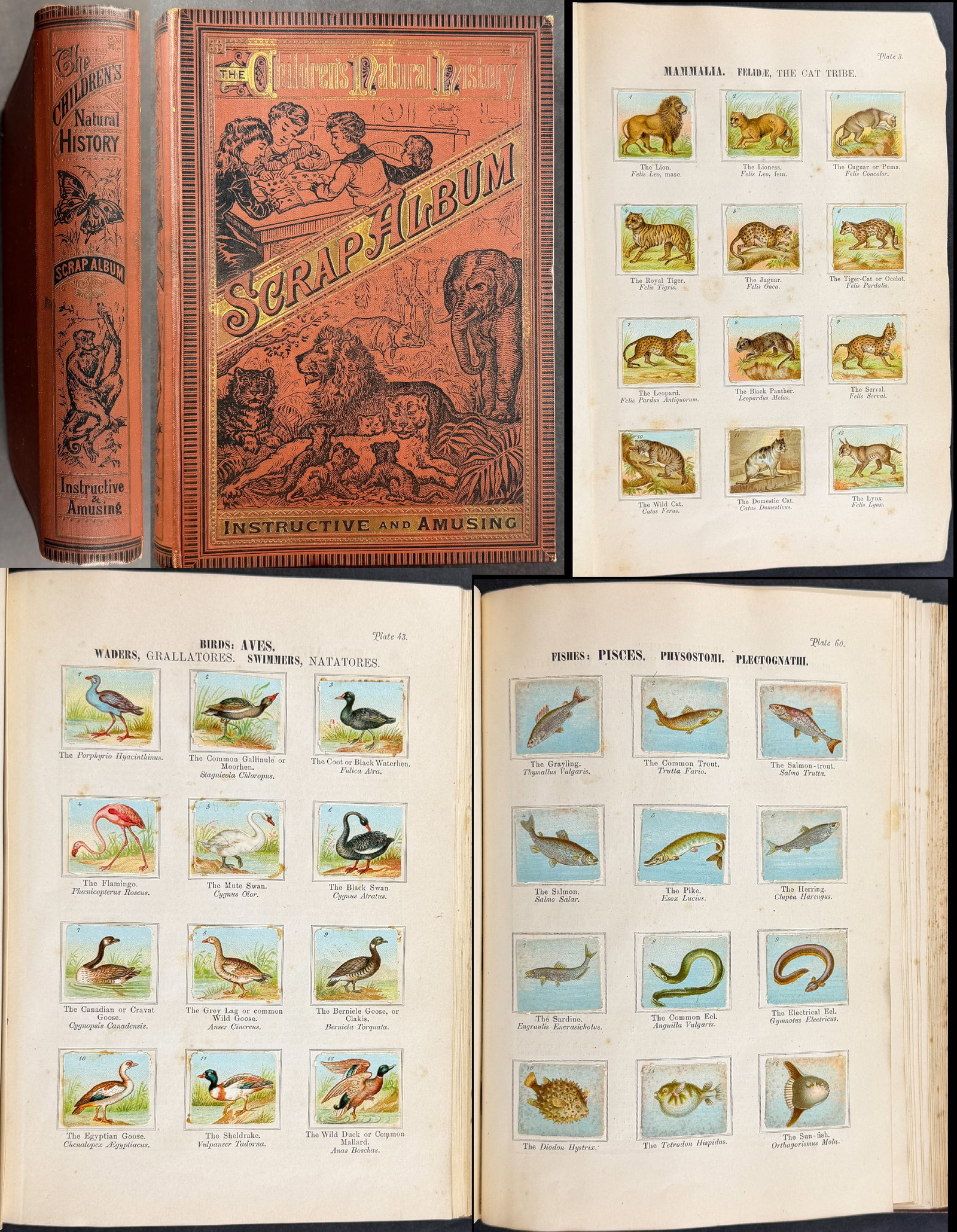 Children's Natural History Scrap Album - Volume with 90 Chromolithographed Leaves: This scarce volume with 90 color chromolithographs is The Children's Natural History Scrap Album. The work was published in London by O. Newmann and Co. in 1887. The volume is in publisher's binding w