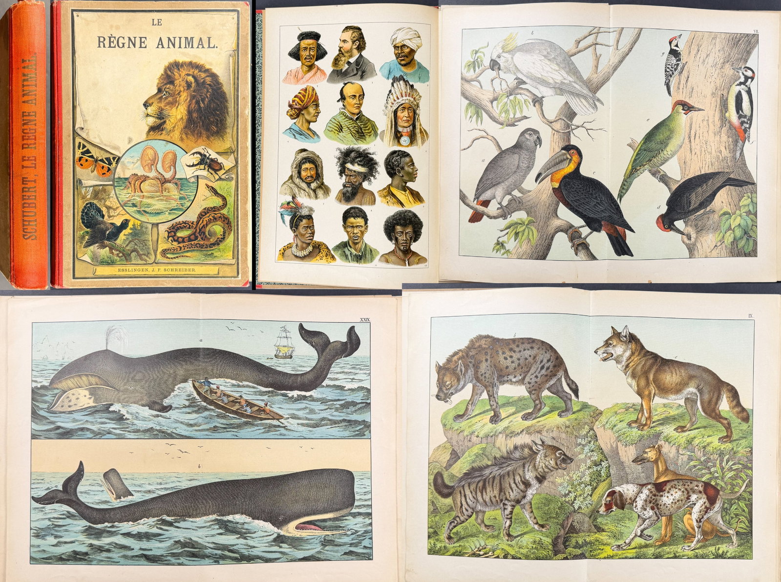 Schubert's Le Regne Animal - Volume with 90 Color Chromolithographs: This natural history volume with 90 color chromolithographs is Dr. Gotthilf Heinrich von Schubert's Le Regne Animal or The Animal Kingdom. This French edition of the work was published in 1910 in Essl