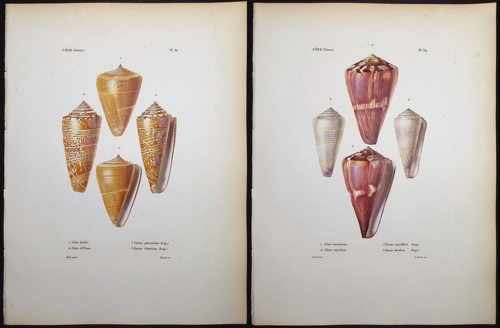 Kiener - 6 Shell Engravings: This rare, originally hand-colored shell engraving is from Louis-Charles Kiener's Species g?n?ral et iconographie des coquilles vivantes, comprenant la collection du Mus?um d'Histoire Naturelle de Par