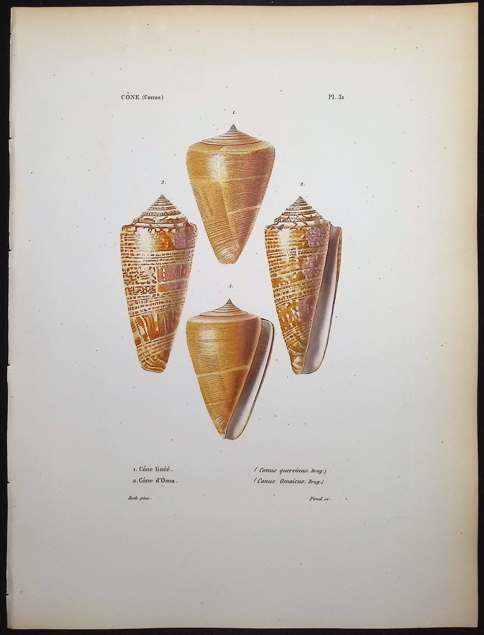 Kiener - 6 Shell Engravings - 2