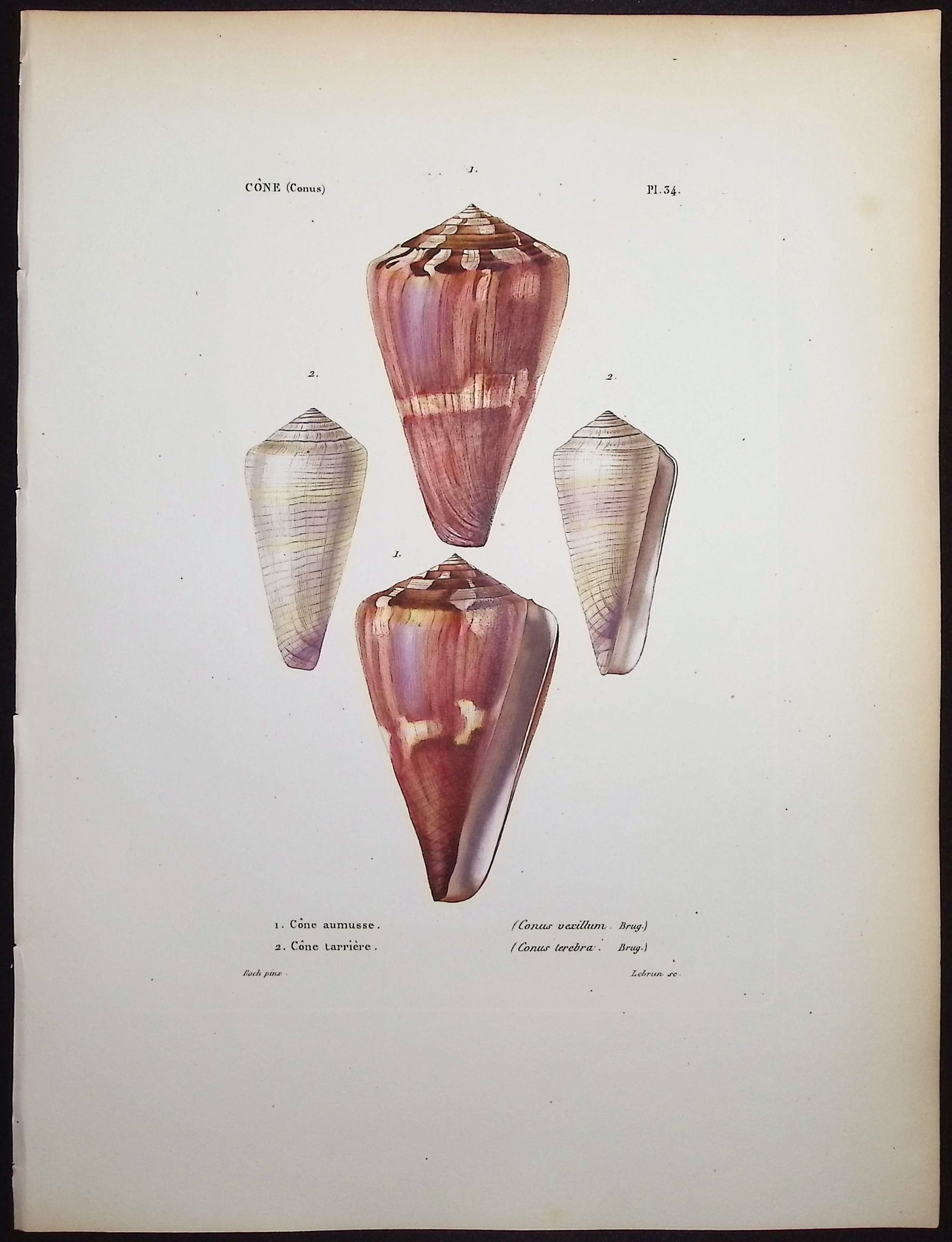 Kiener - 6 Shell Engravings - 3