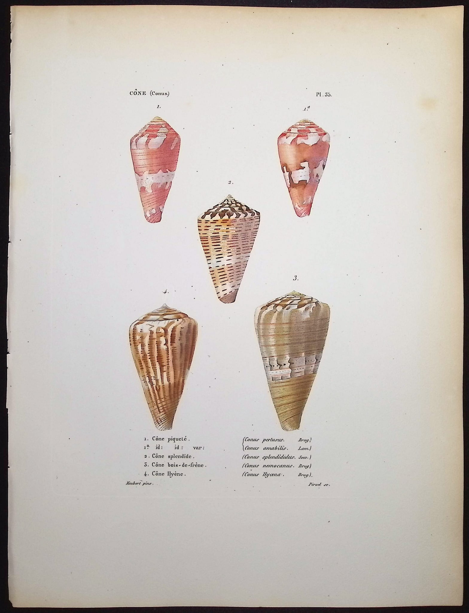Kiener - 6 Shell Engravings - 4