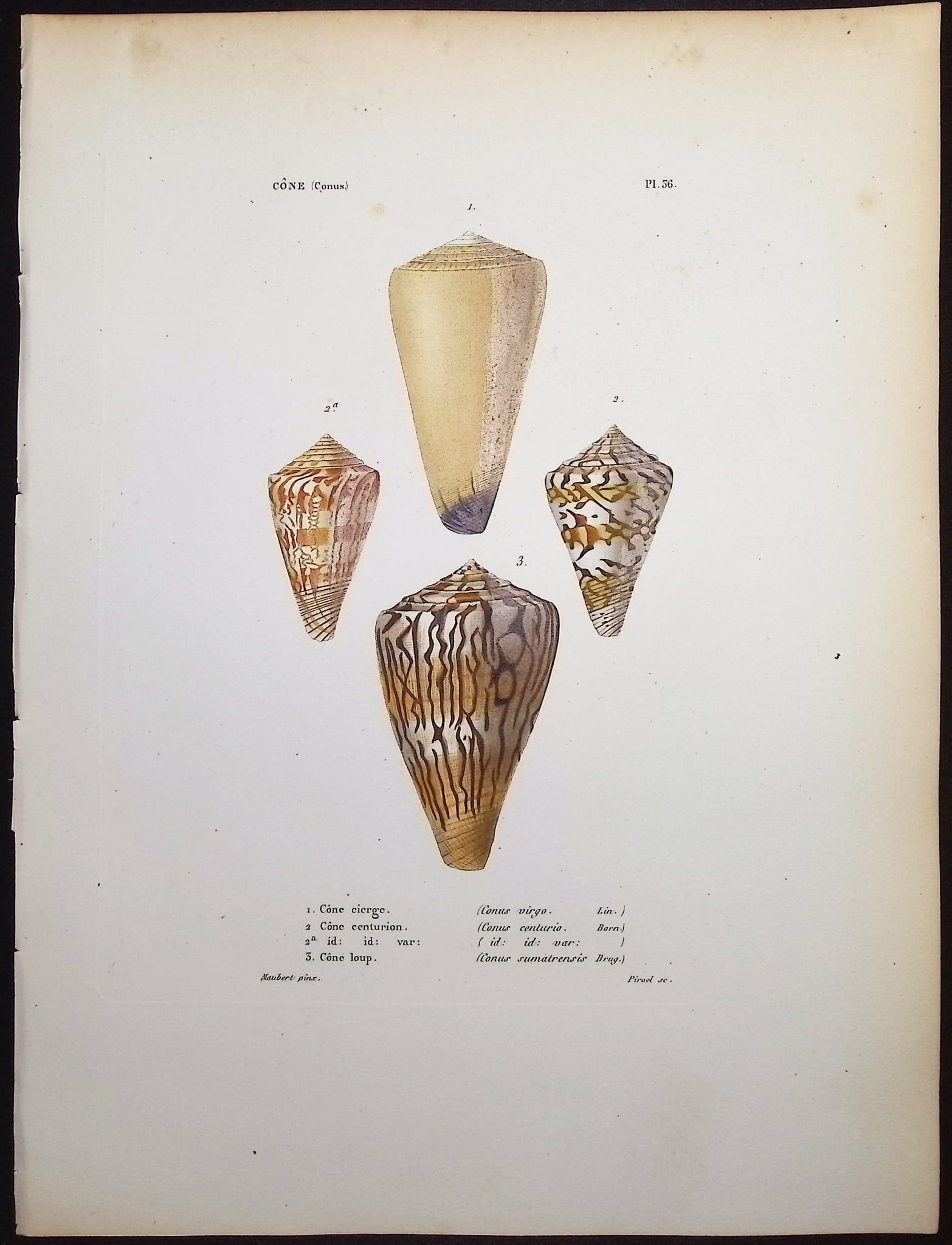 Kiener - 6 Shell Engravings - 5