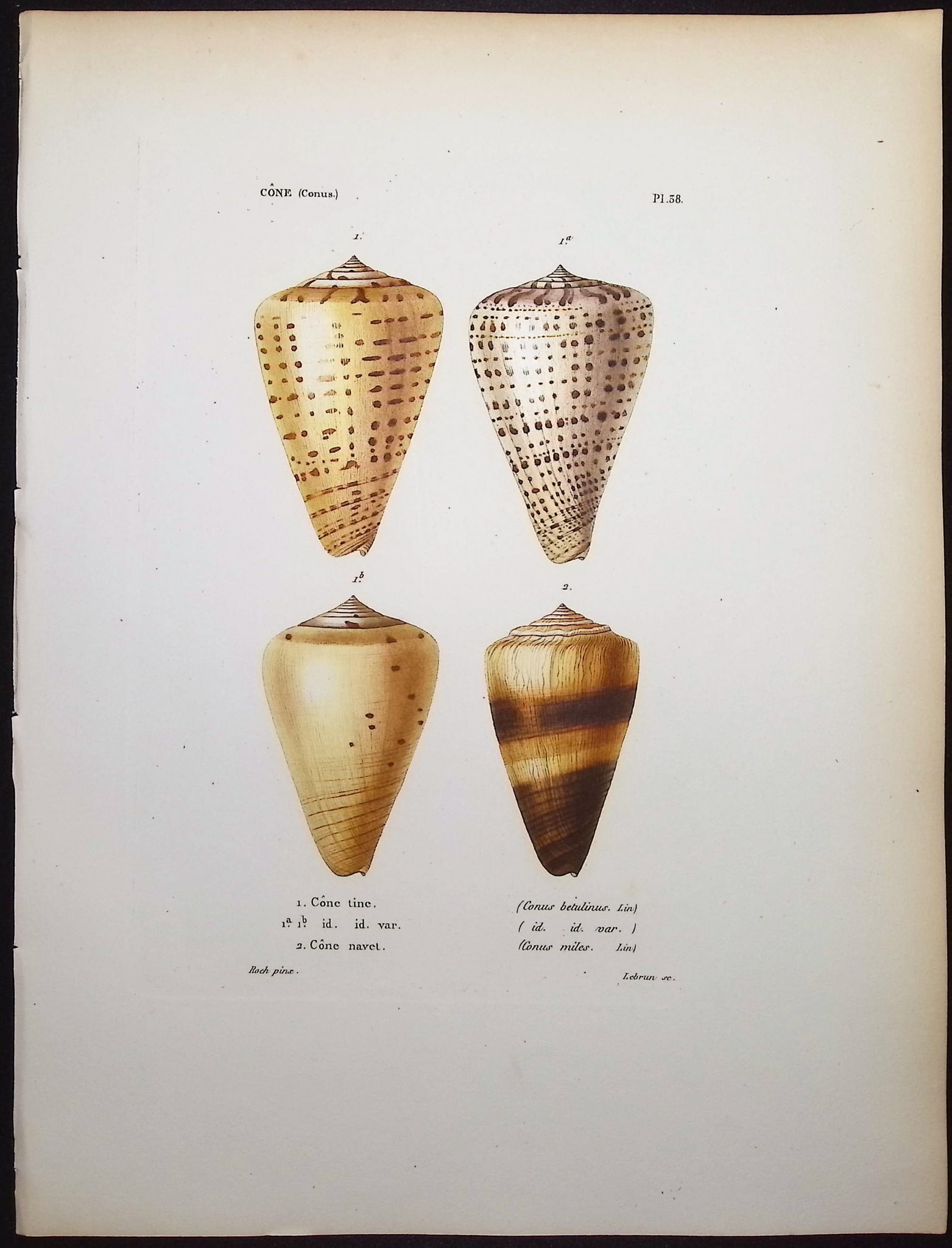 Kiener - 6 Shell Engravings - 6