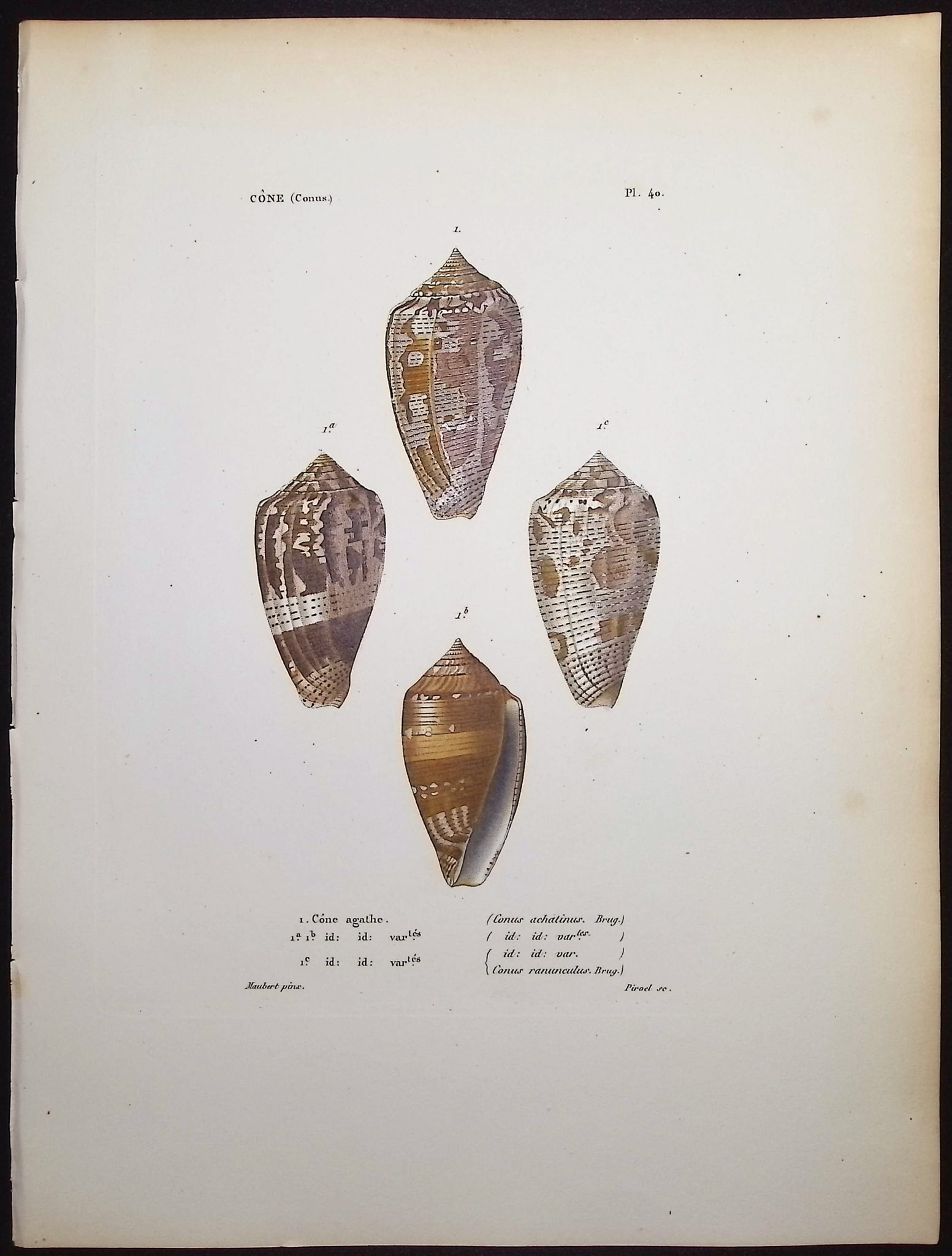 Kiener - 6 Shell Engravings - 7