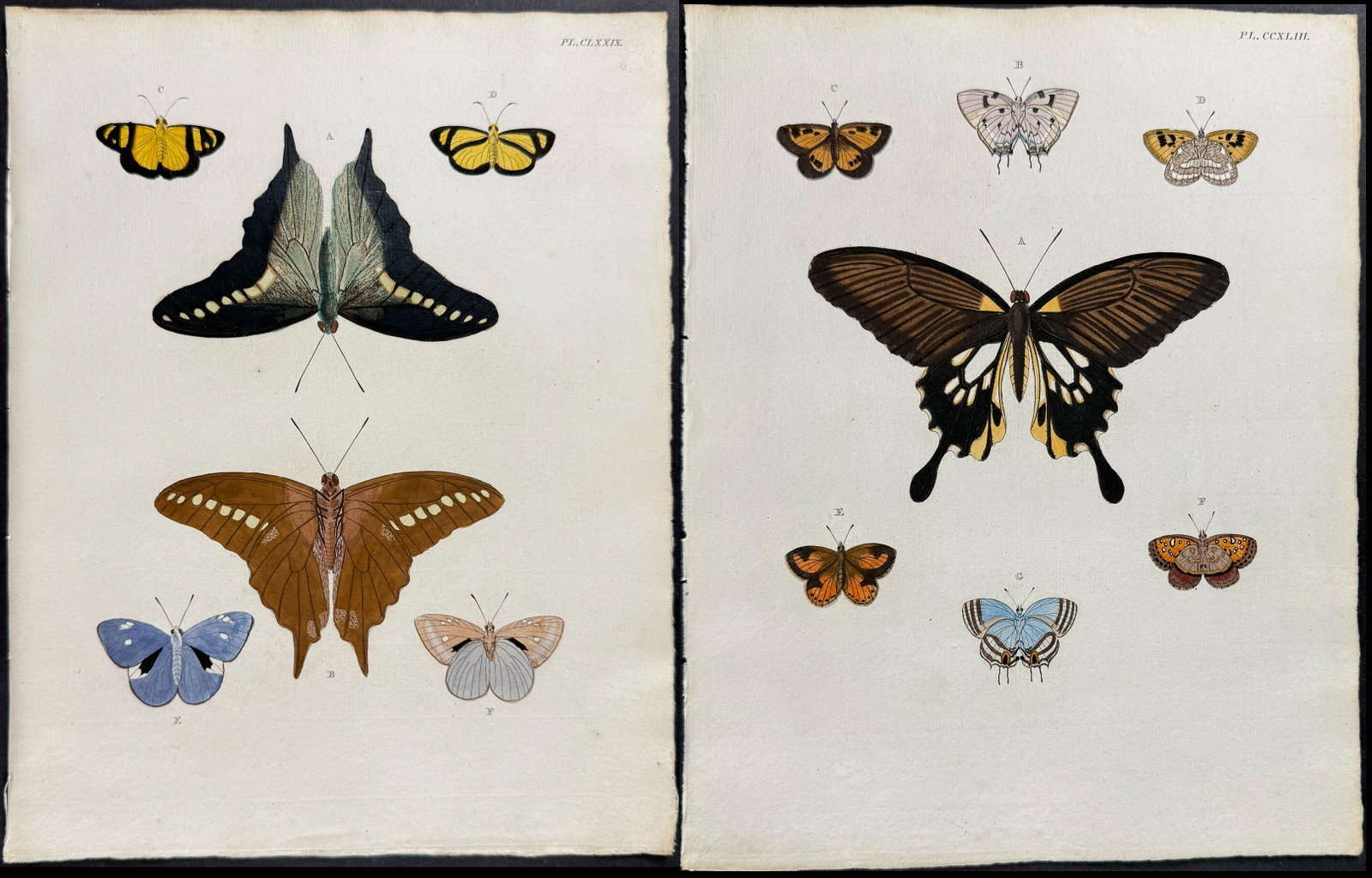 Cramer - Pair of Butterfly or Moth Engravings: This detailed, hand-colored engraving is from Pieter Cramer and Caspar Stoll?s "De uitlandsche Kapellen voorkomende in de drie Waereld-Deelen... Papillons exotiques des trois parties du monde l?Asie,