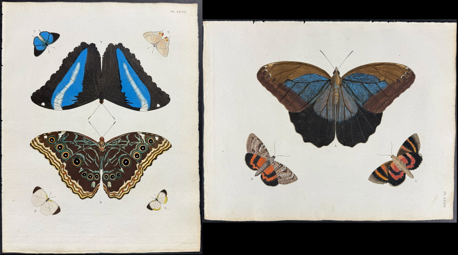 Cramer - Pair of Butterfly or Moth Engravings: This detailed, hand-colored engraving is from Pieter Cramer and Caspar Stoll?s "De uitlandsche Kapellen voorkomende in de drie Waereld-Deelen... Papillons exotiques des trois parties du monde l?Asie,